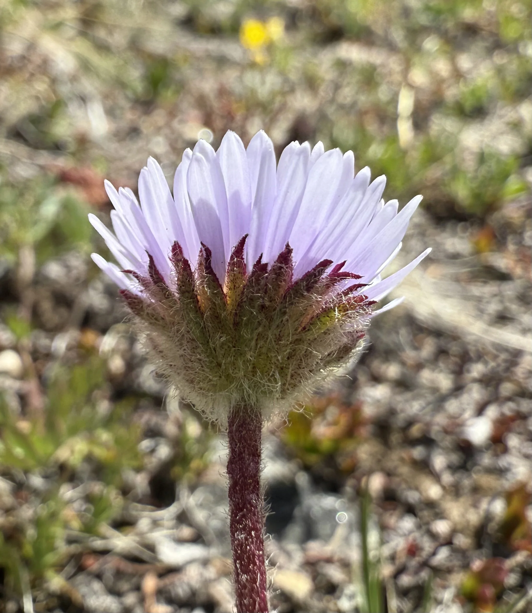 One-stem daisy, Erigeron simplex, 6/2/26