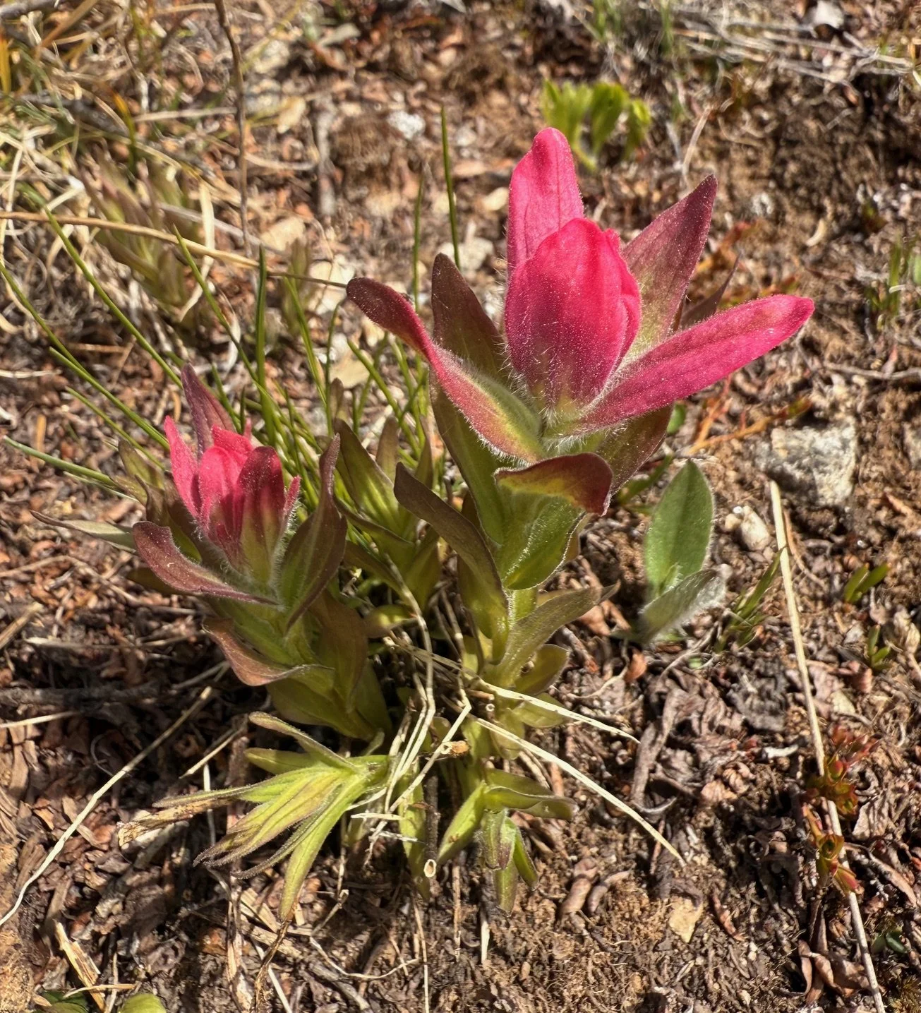 Rosy paintbrush, Castilleja rhexifolia, 6/2/26