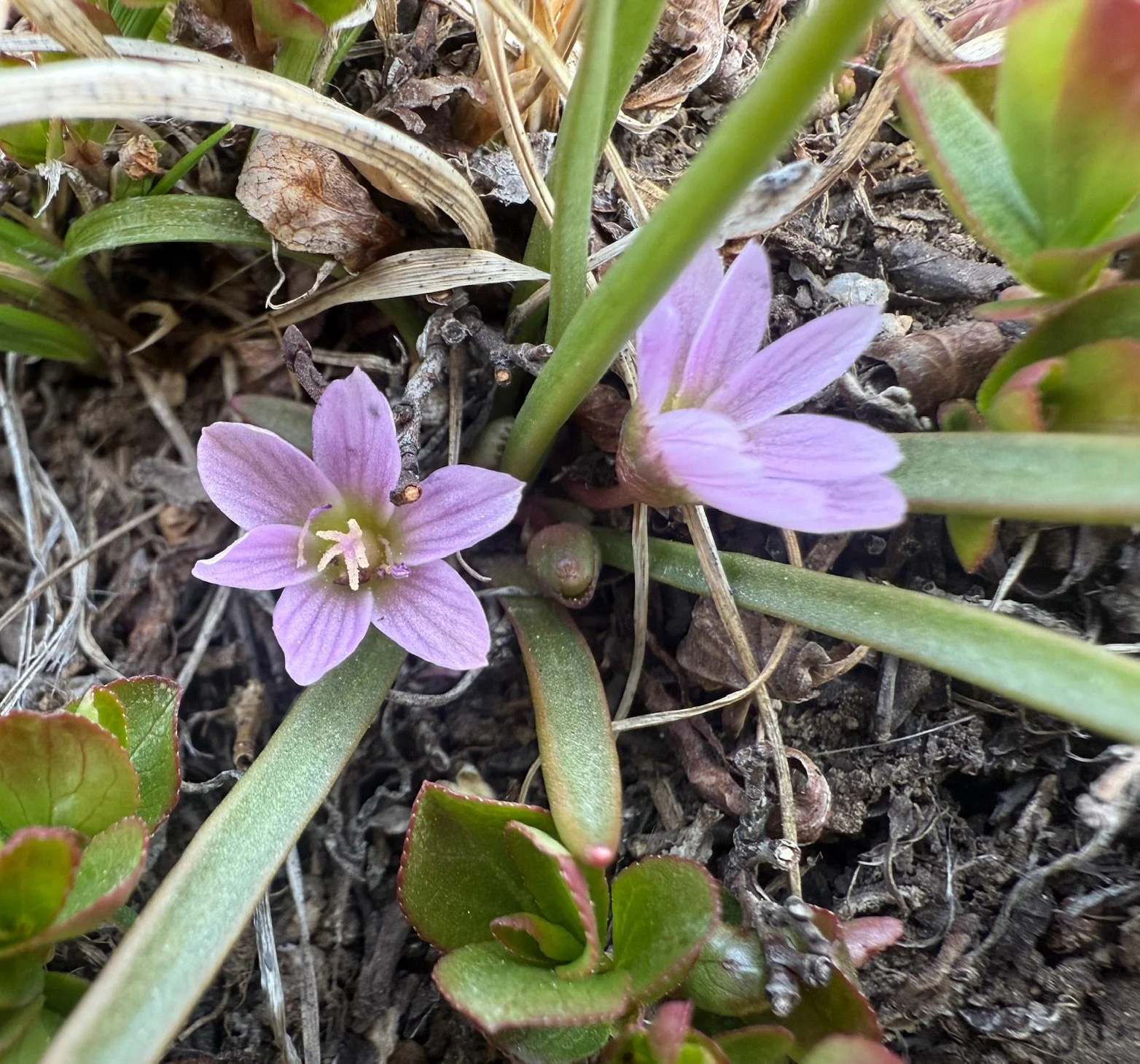 Lewisia pygmaea Linkins 11,900 6.2.26.jpg