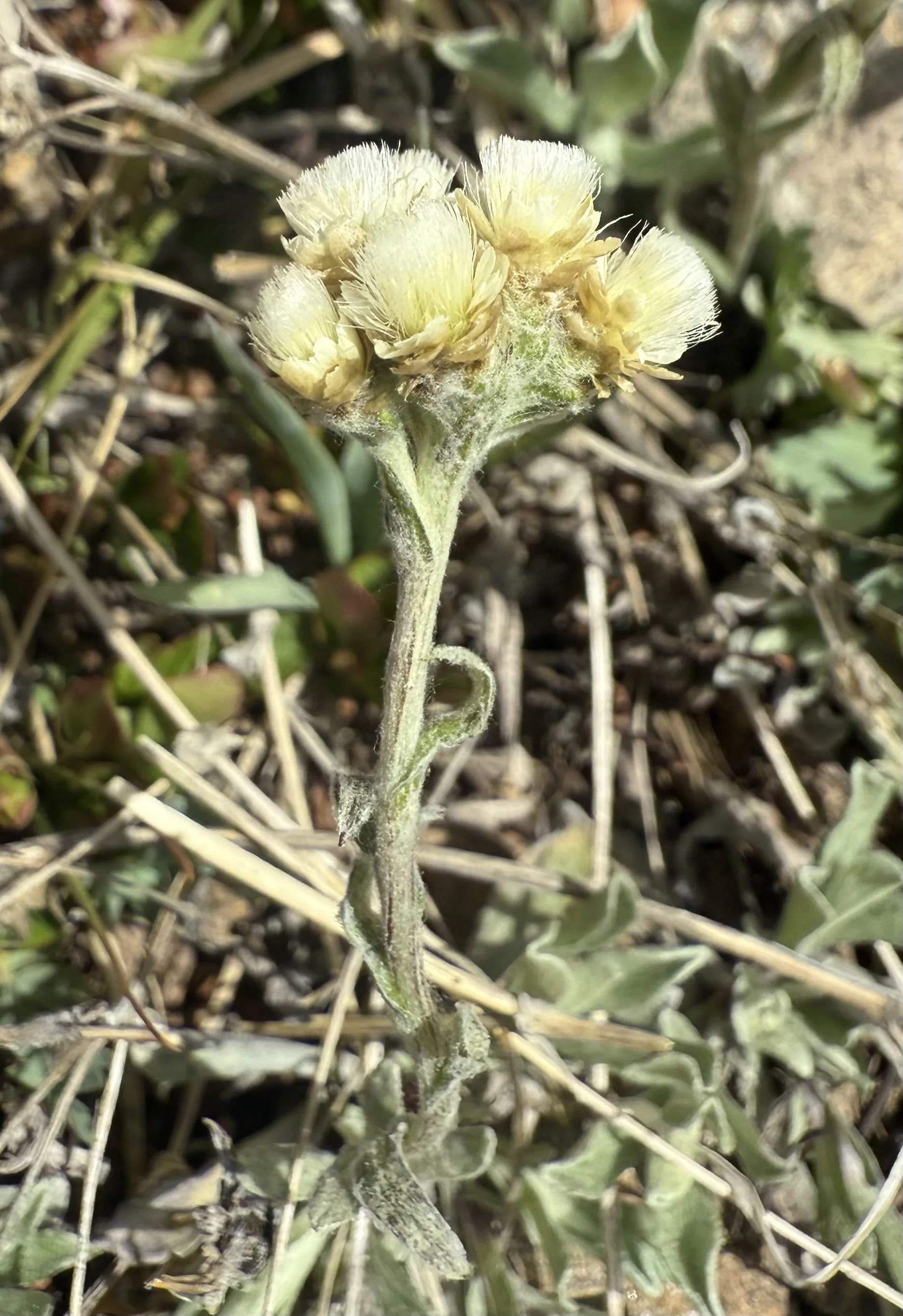 Flat-top pussytoes, Antennaria corymbose, 6/2/26
