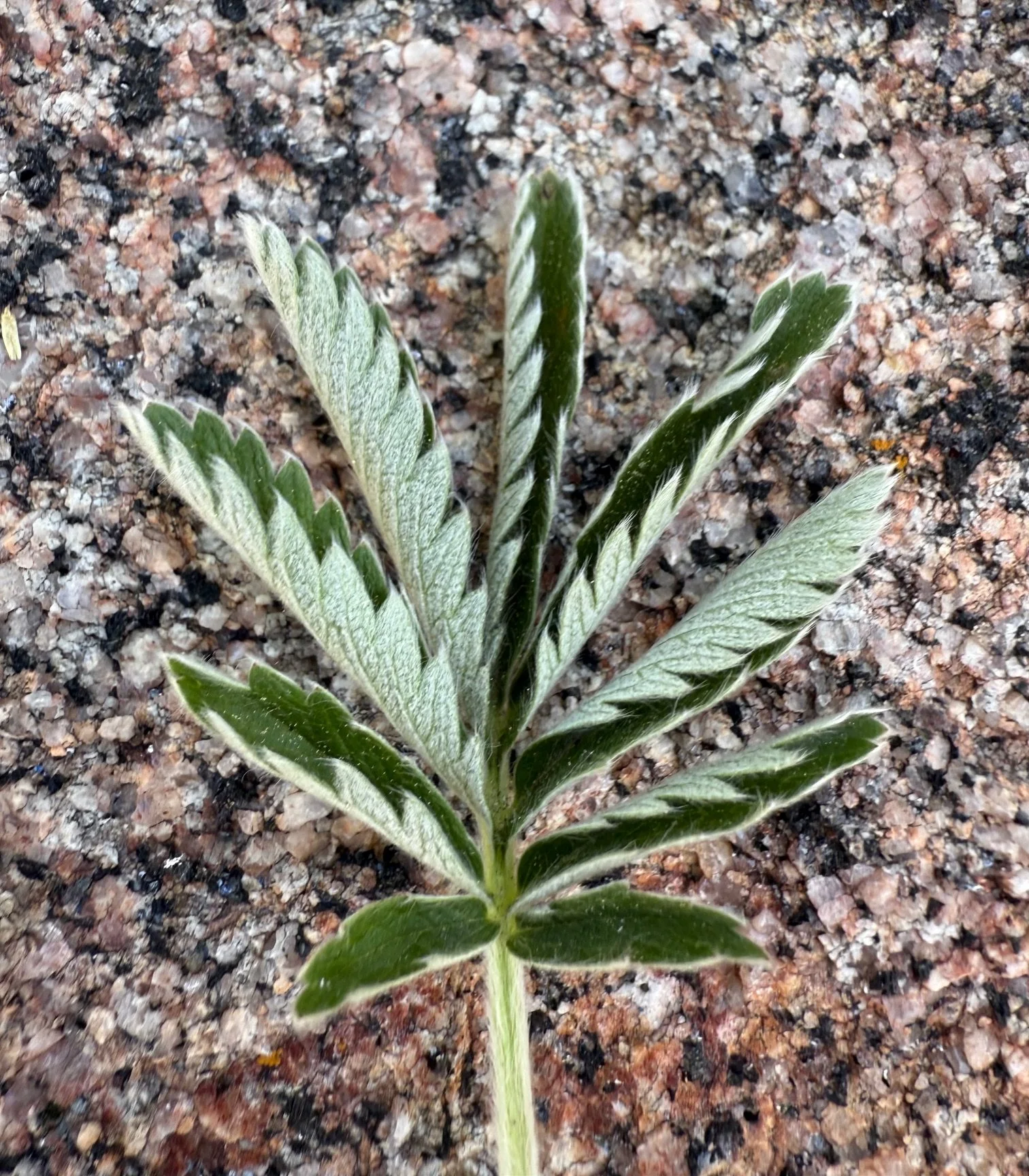 Woolly cinquefoil, Potentilla hippiana, 6/2/26
