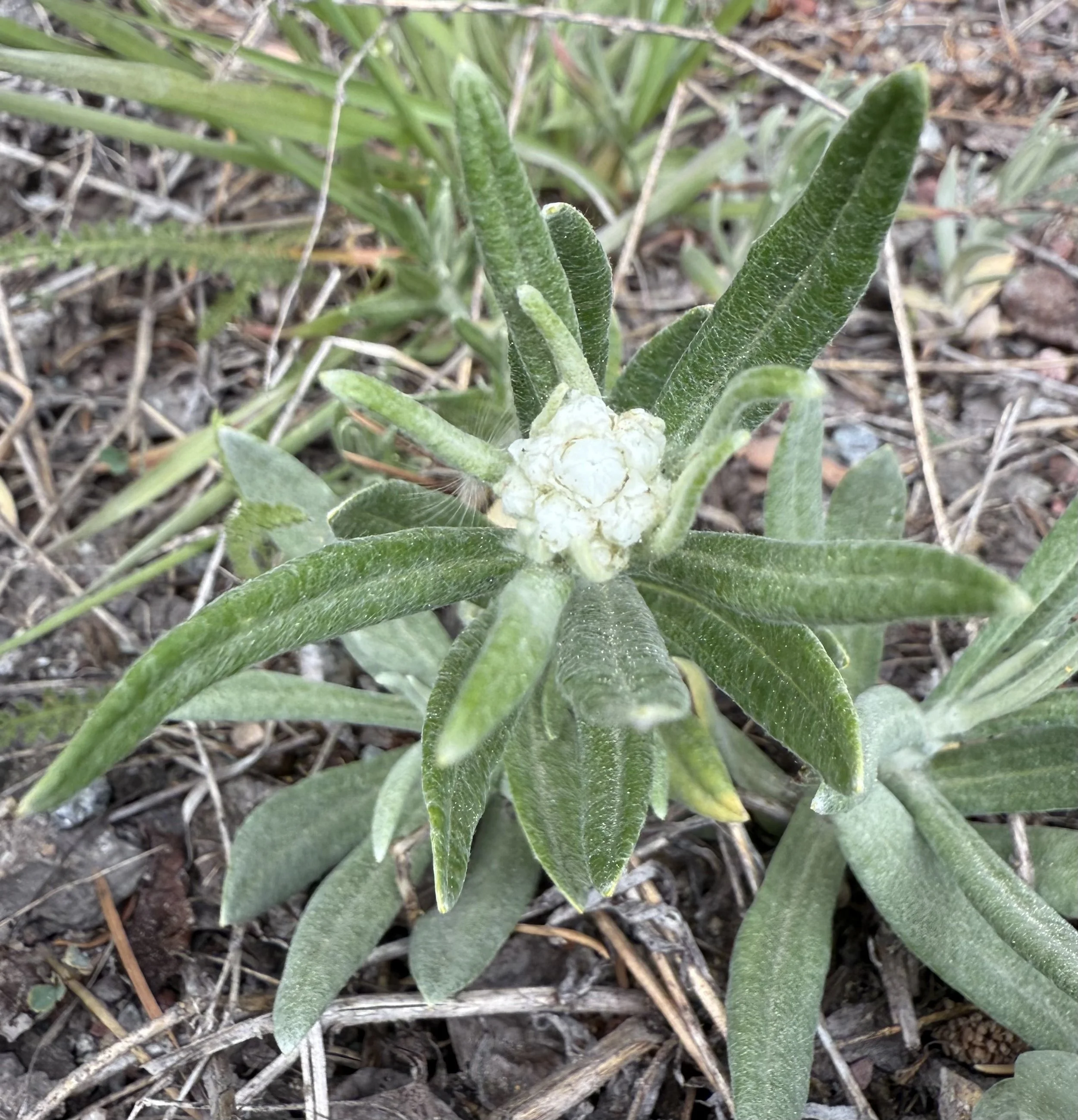 Pearly everlasting, Anaphalis margartiaceae, 6/2/26