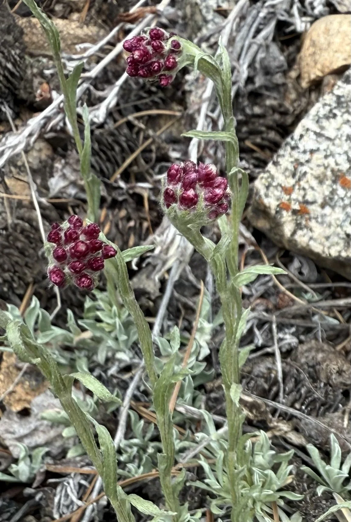 Rosy pussytoes, Antennaria rosea, 6/2/26