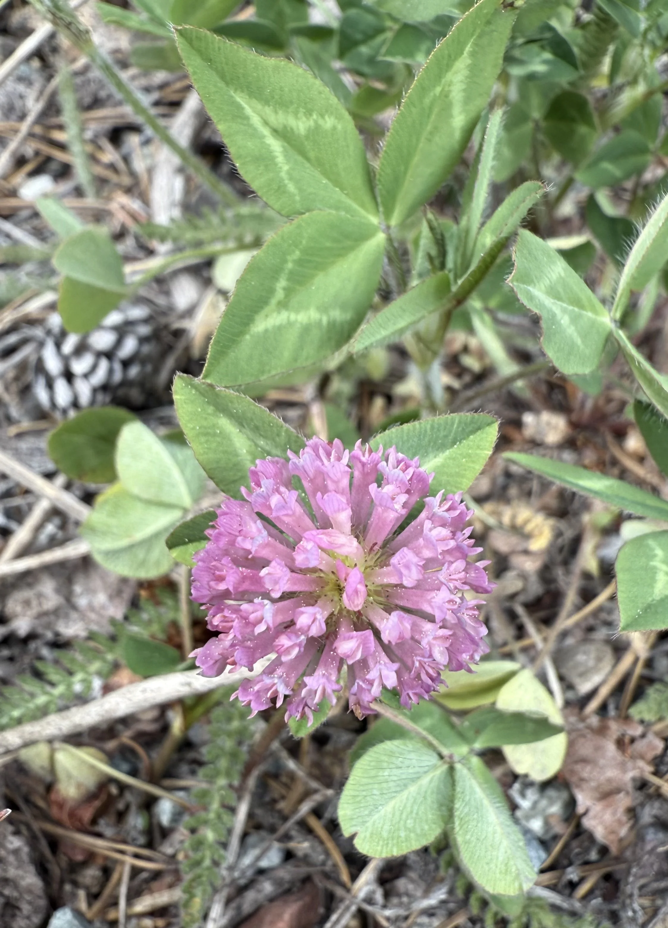 Red clover, Trifolium pratense, 6/2/26