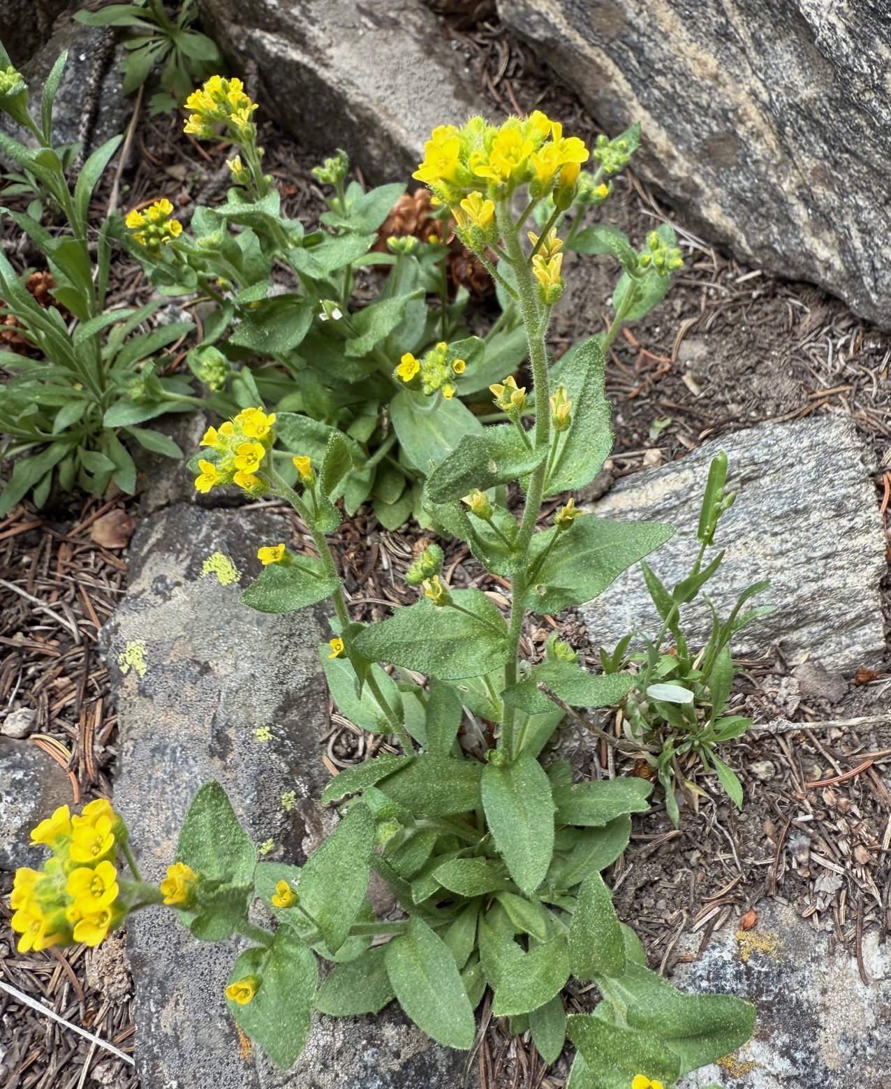 Showy draba, Draba spectabilis, 6/2/26