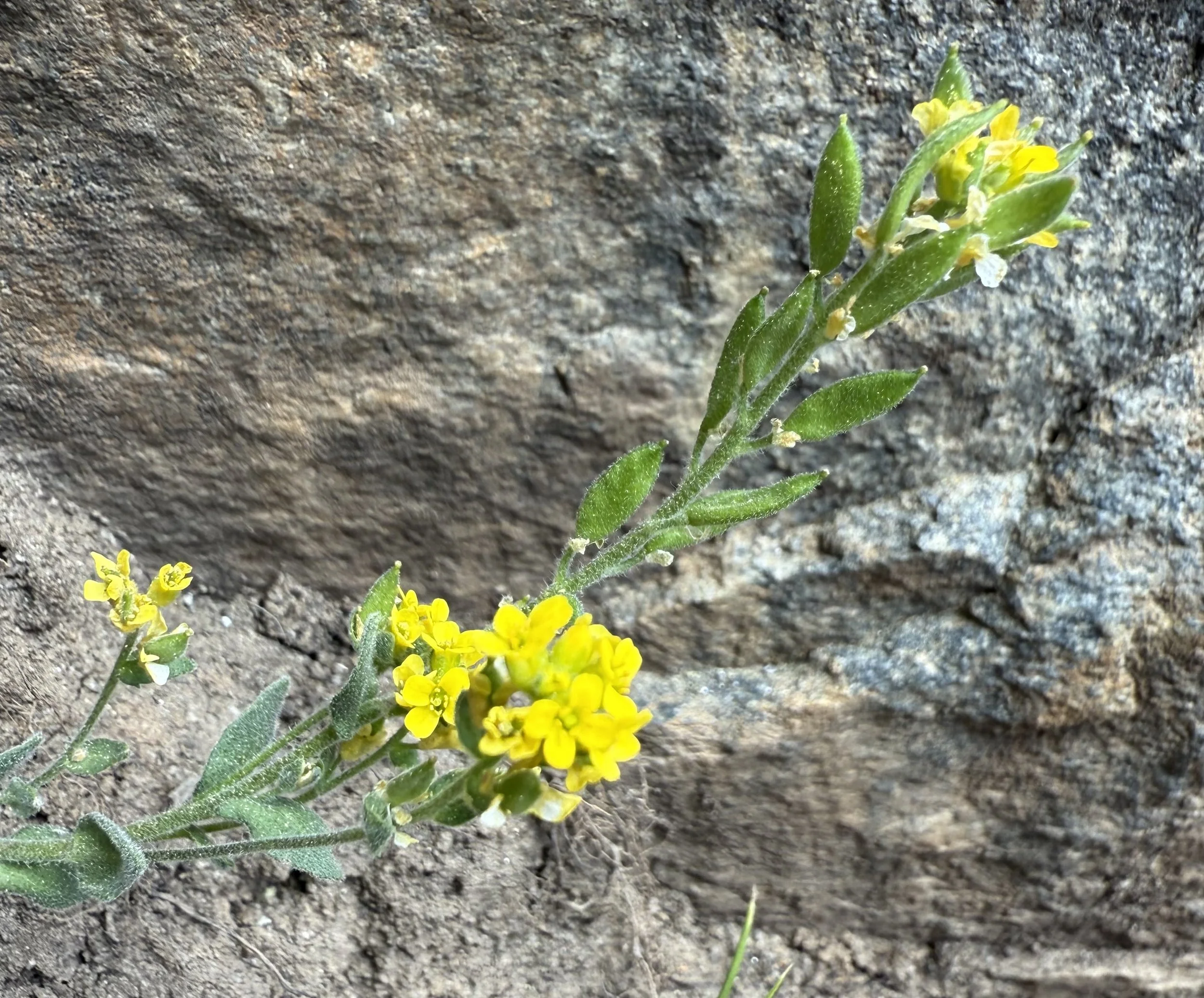 Golden draba, Draba aurea, 6/2/26