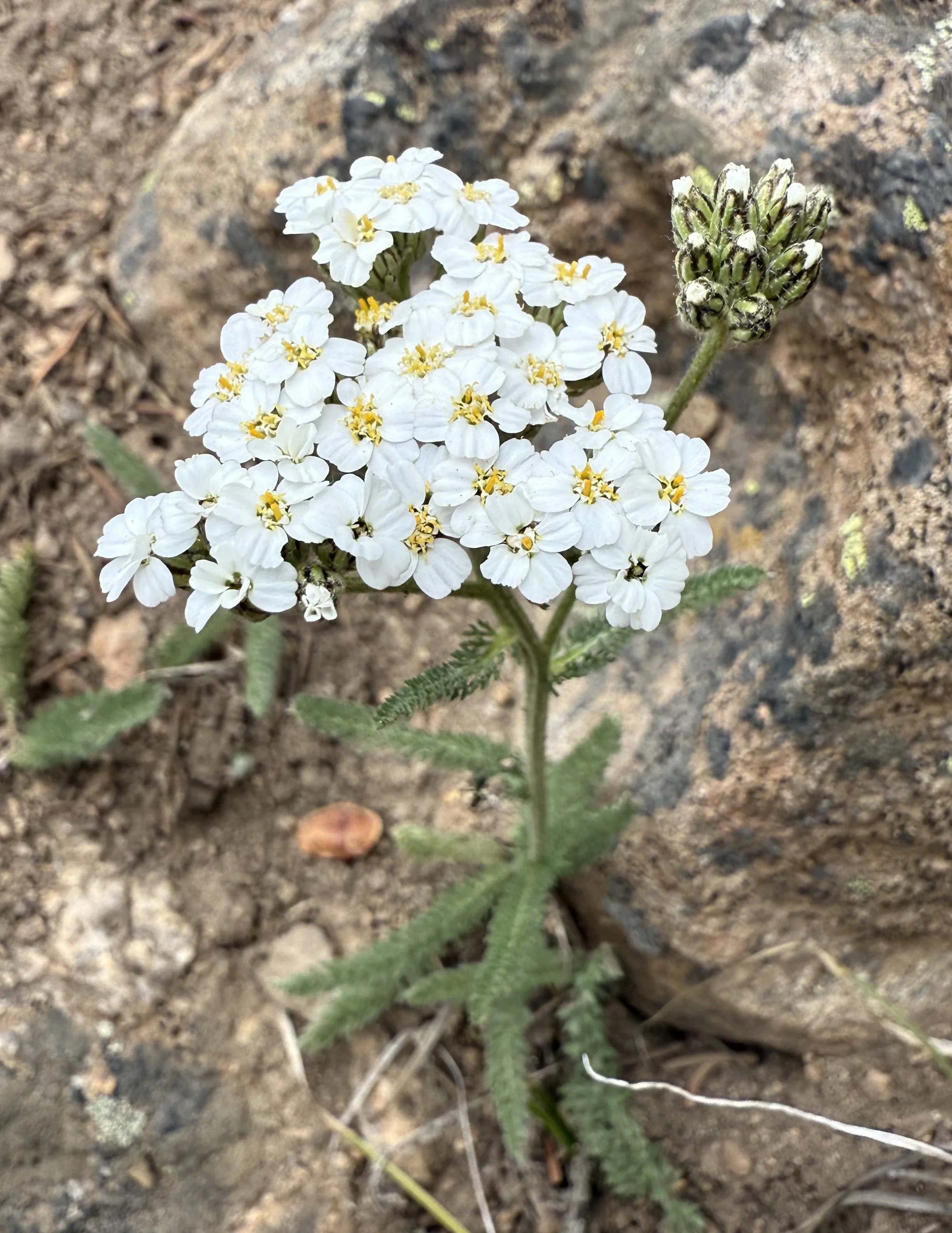 Yarrow, Achillea millefolium, 6/2/26