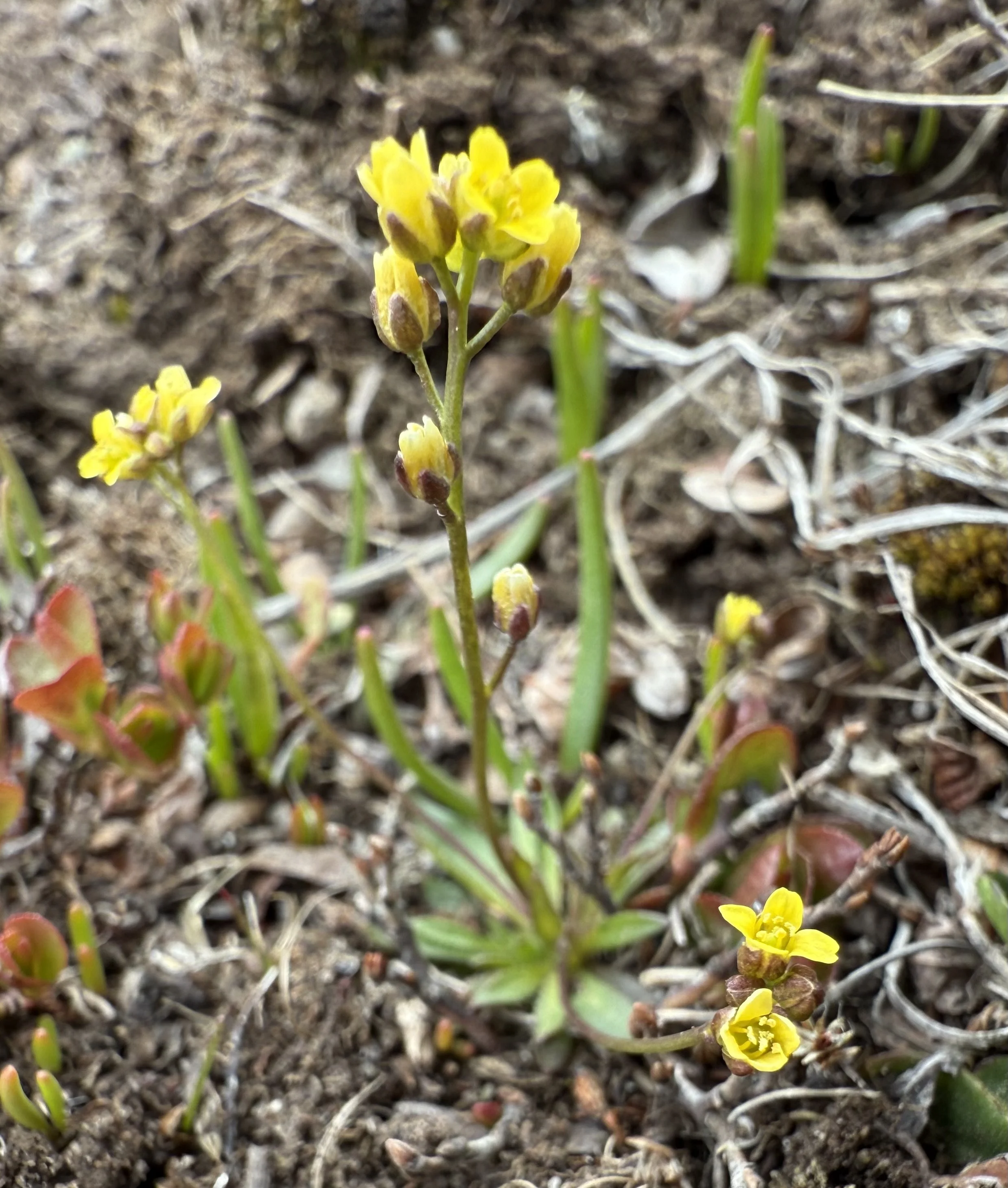 Snowbed draba, Draba crassifolia, 6/2/26