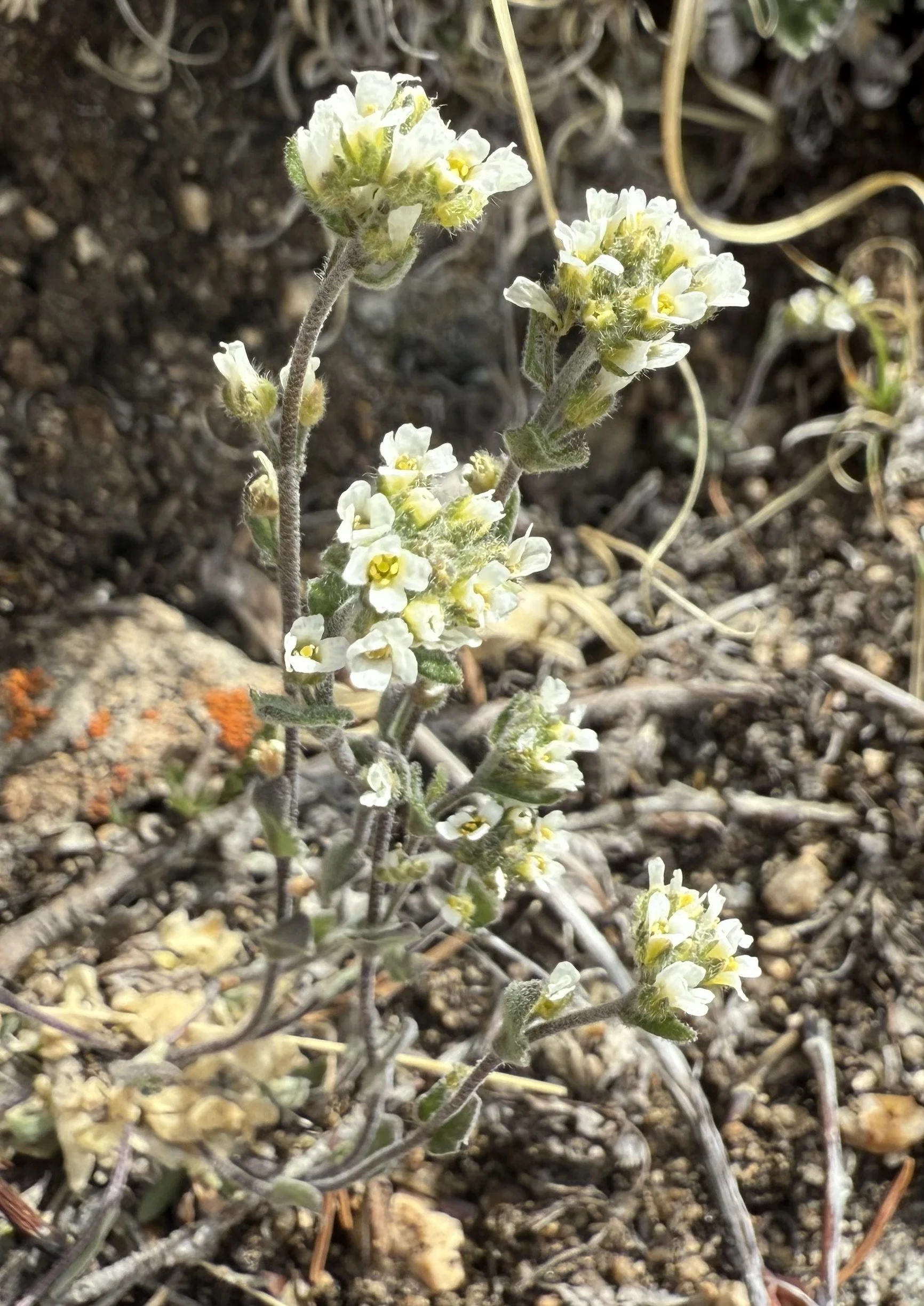 Hoary whitlow-grass, Draba cana, 6/2/26