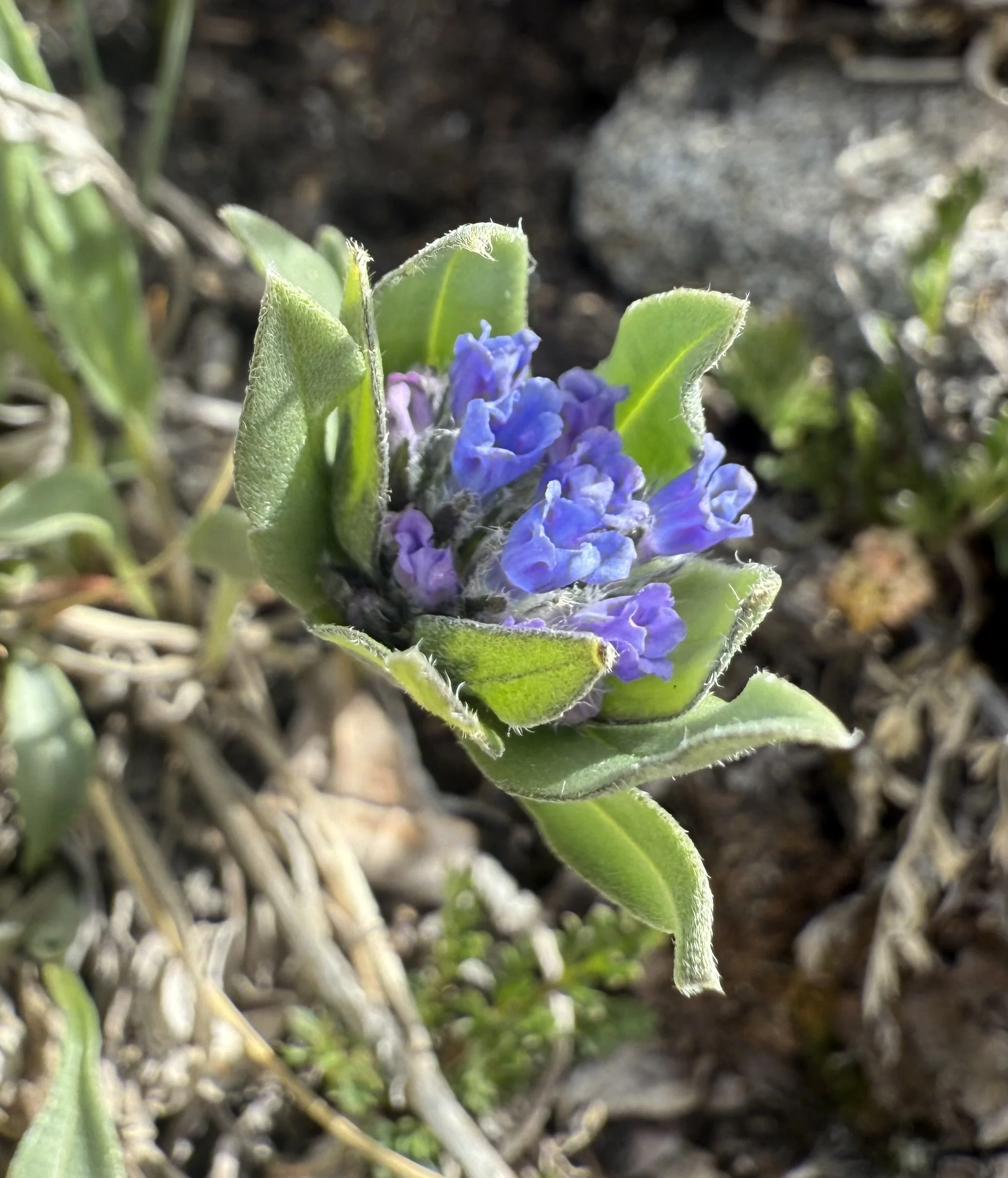 Alpine bluebell, Mertensia lanceolata, 6/2/26