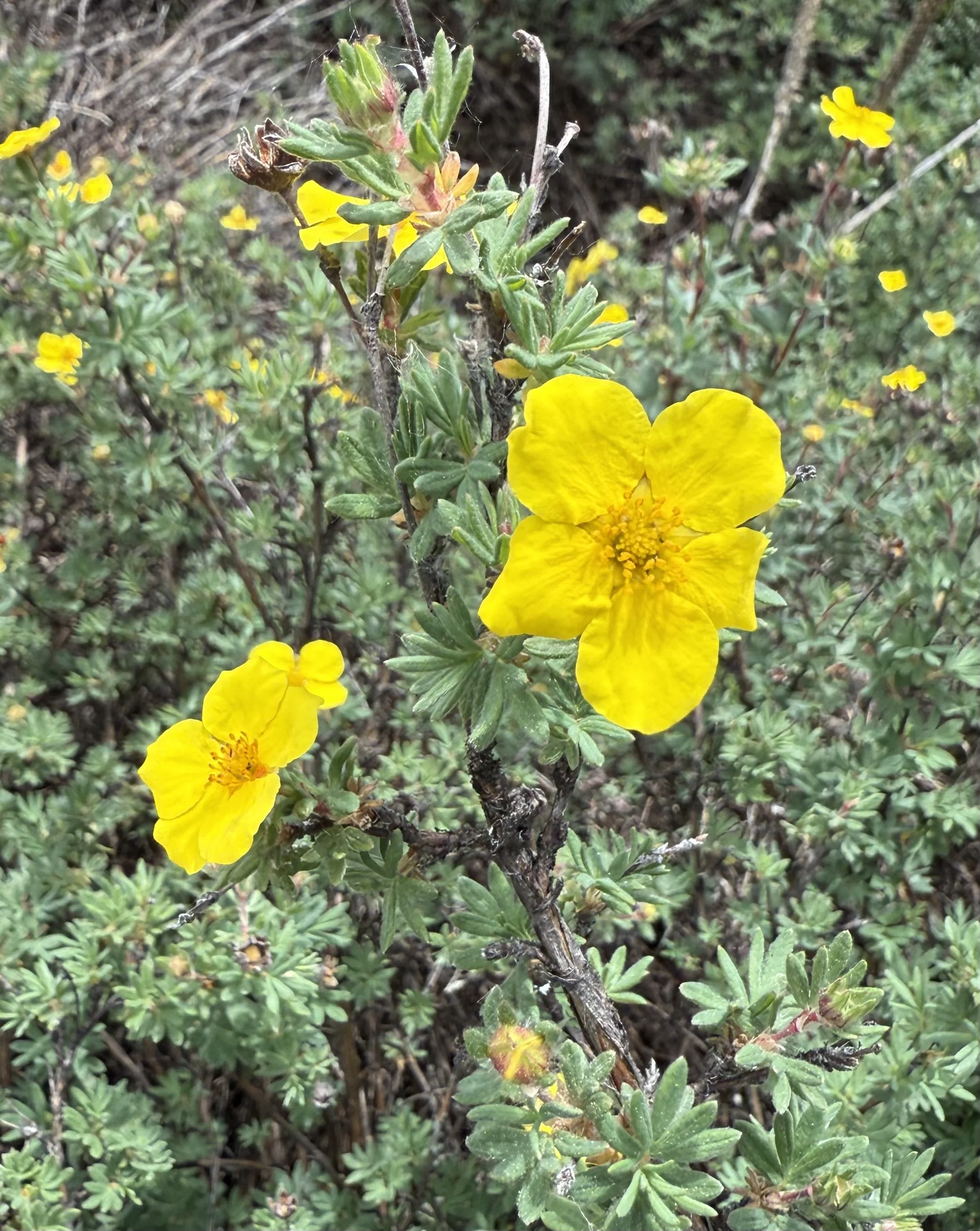 Shrubby cinquefoil, Dasiphora fruticosa, 6/4/26