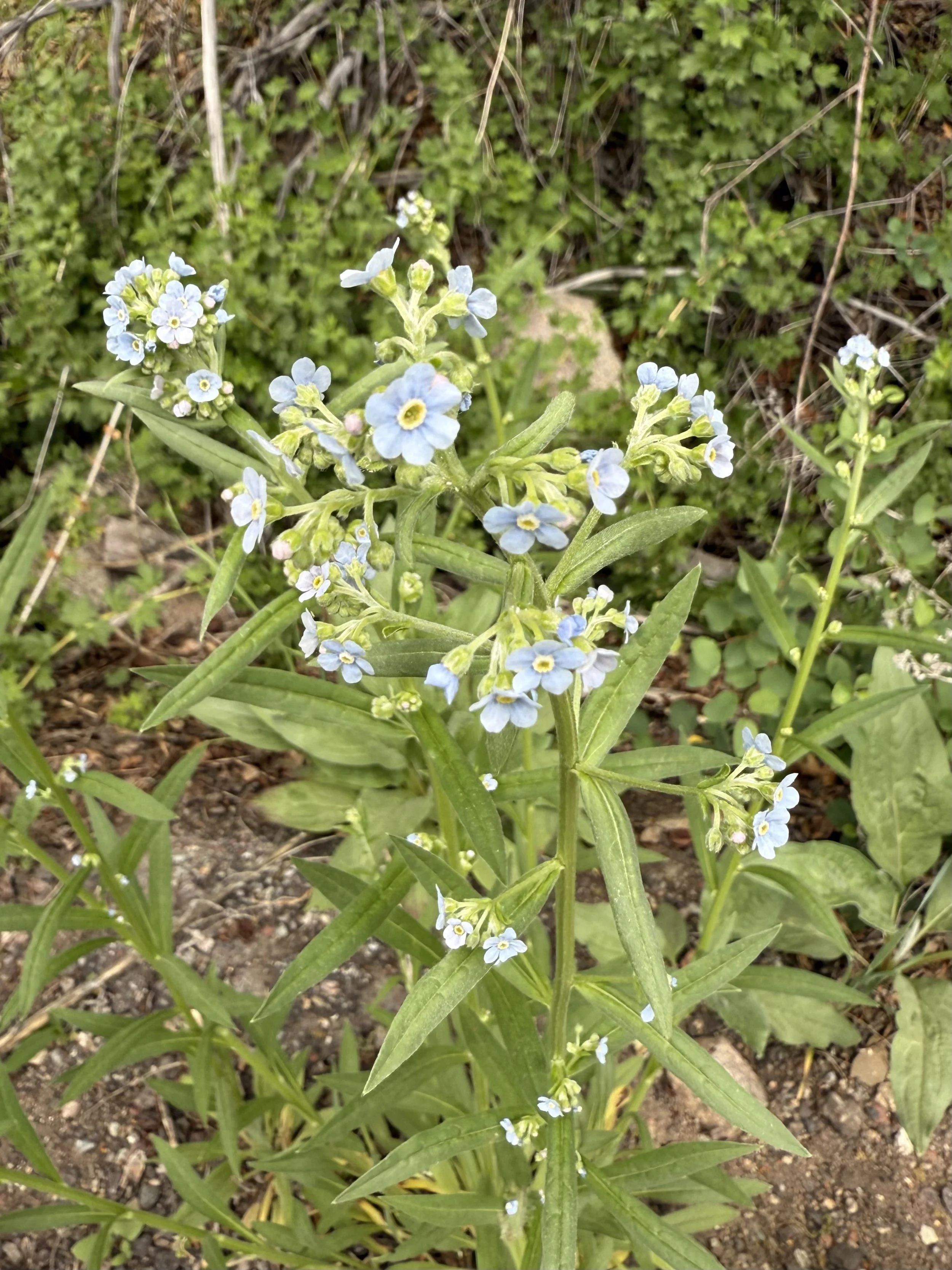 Western stickseed, Hackelia floribunda, 6/4/26