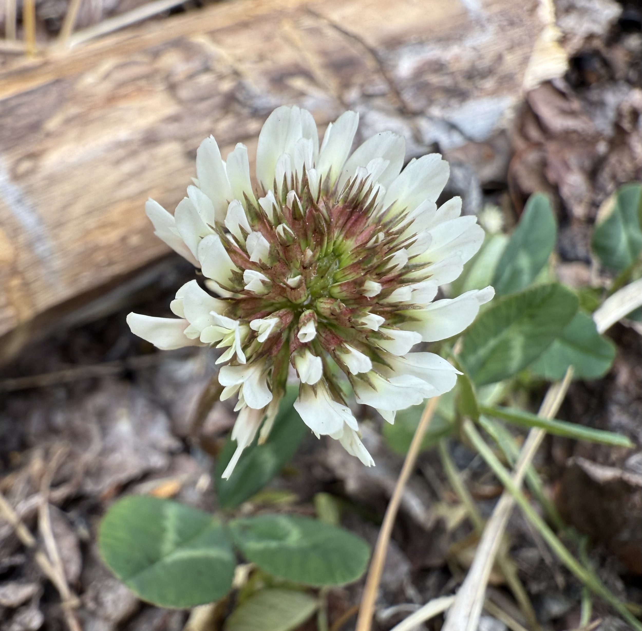White clover, Trifolium repens, 6/4/26
