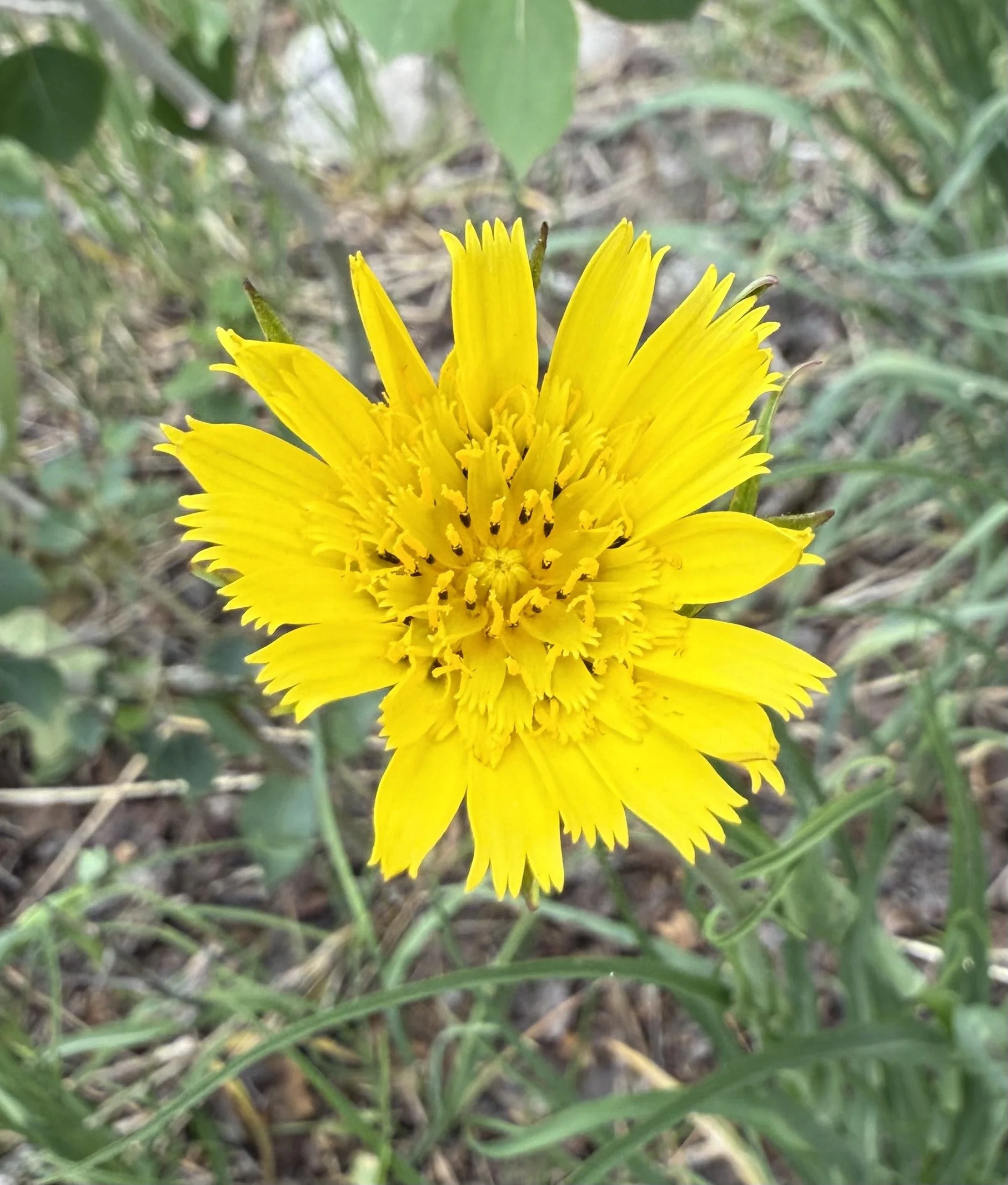 Meadow salsify, Tragopogon pratensis, 6/4/26