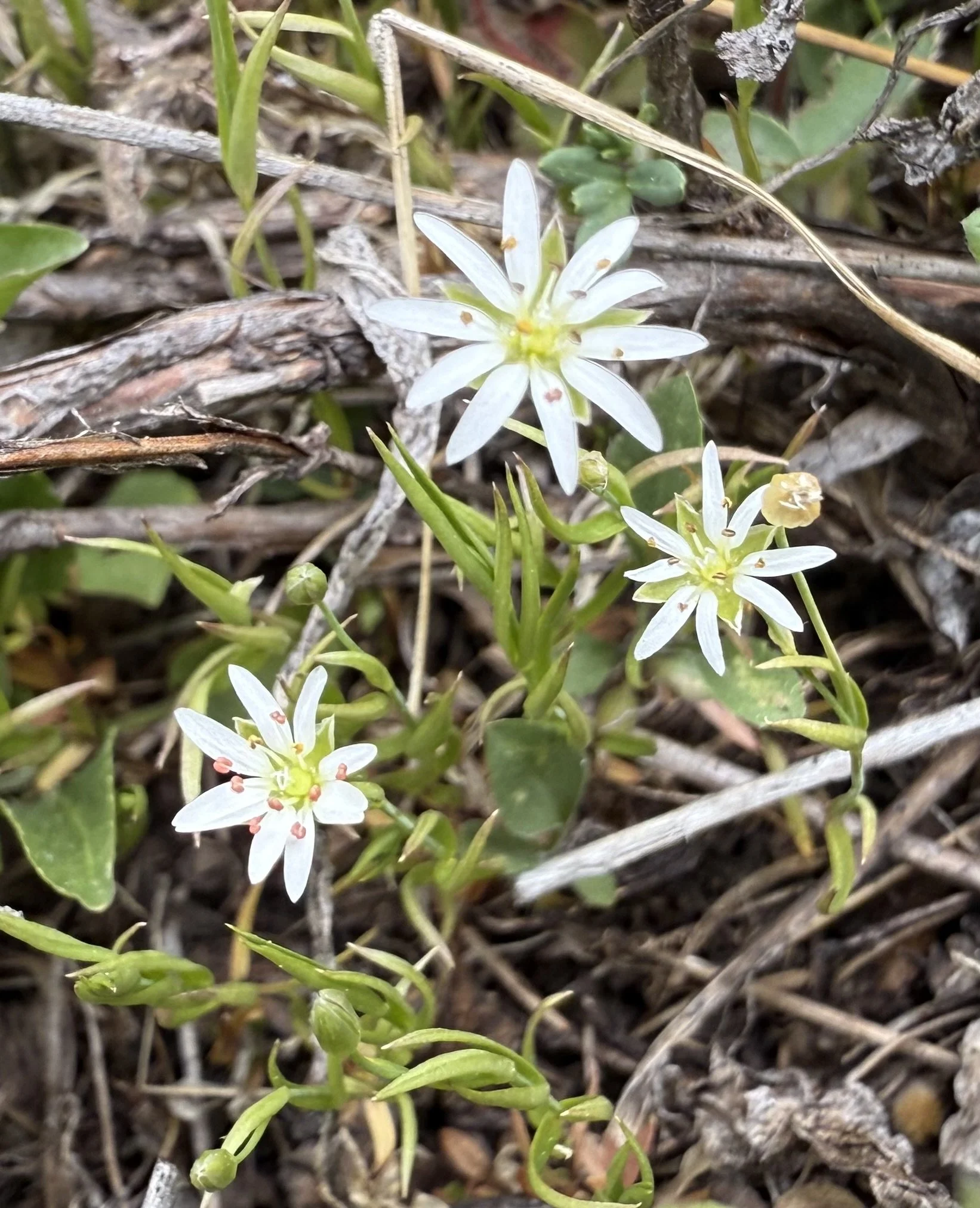 Fendler's sandwort, Eremogone fendleri, 6/4/26
