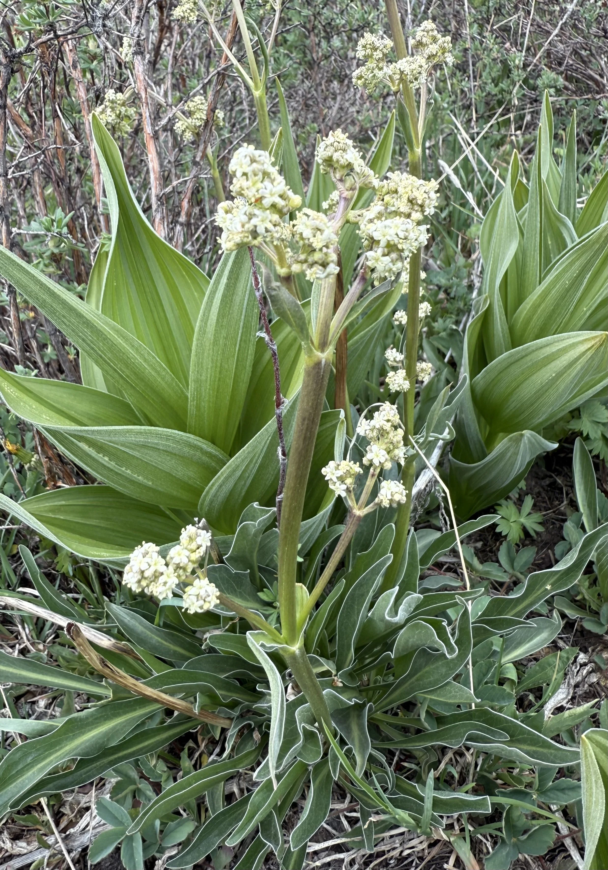 Edible valerian, Valeriana edulis, 6/4/26