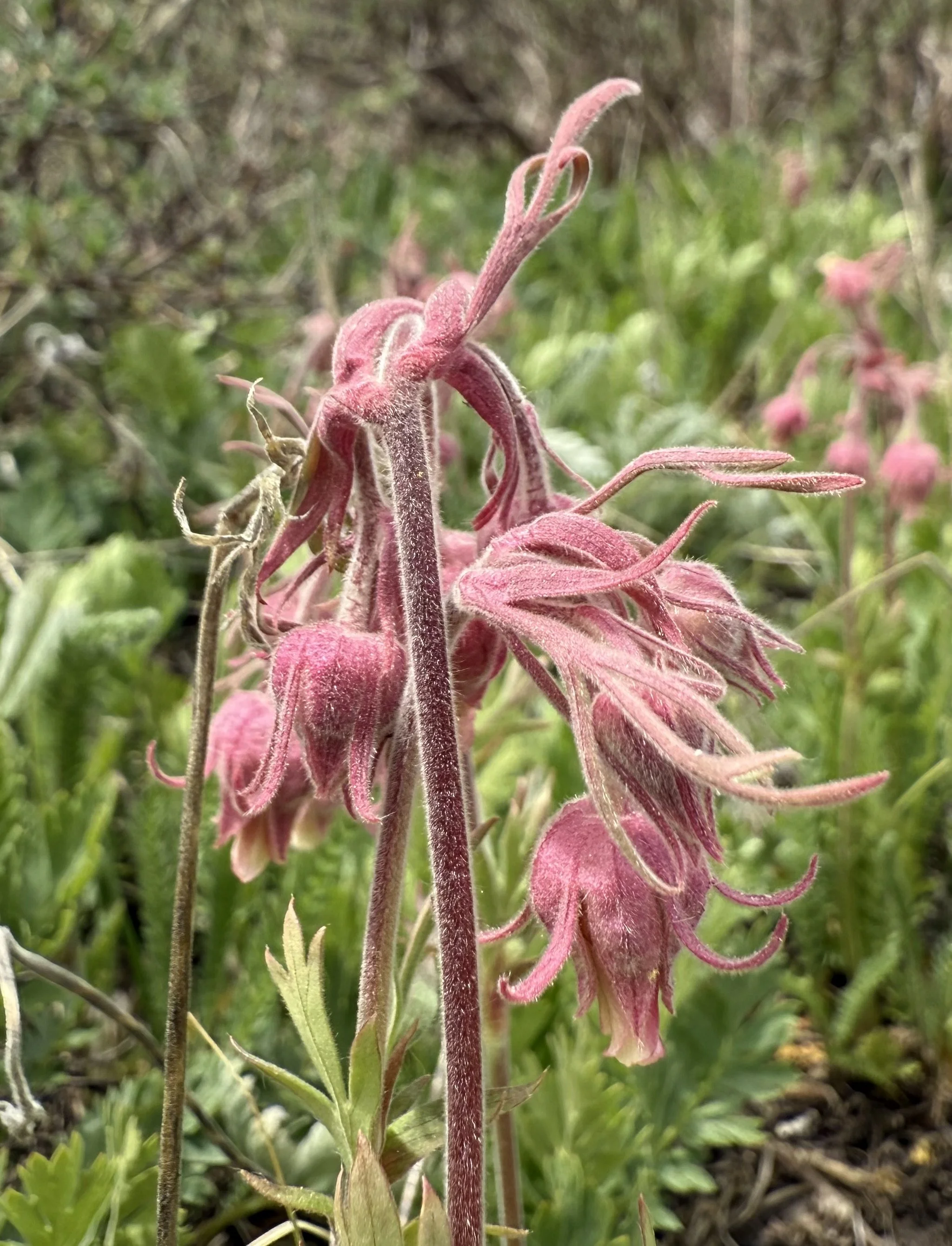 Prairie smoke, Geum triflorum, 6/4/26