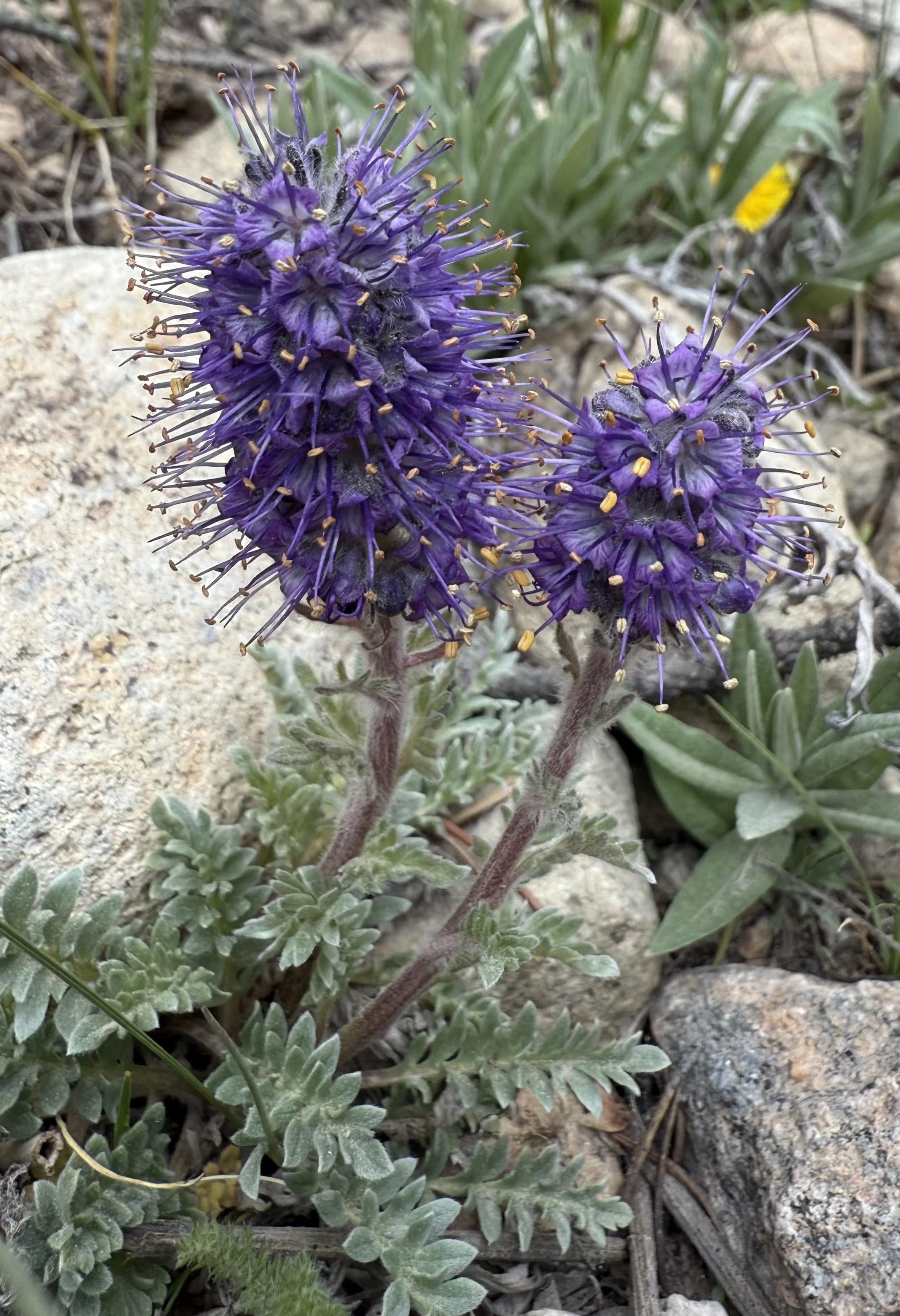 Silky phacelia, Phacelia sericea, 6/4/26