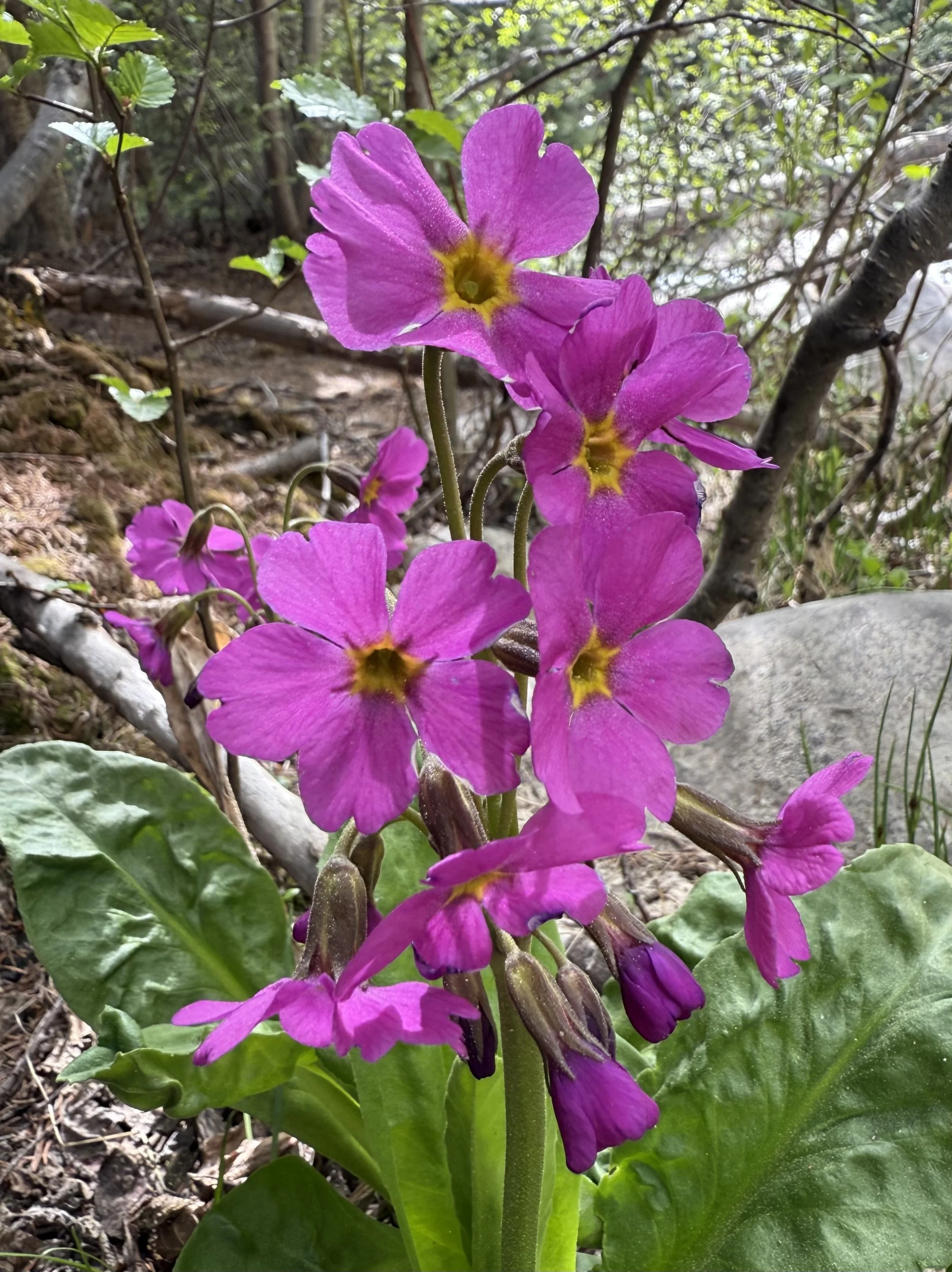 Parry's primrose, Primula parryi, 6/4/26