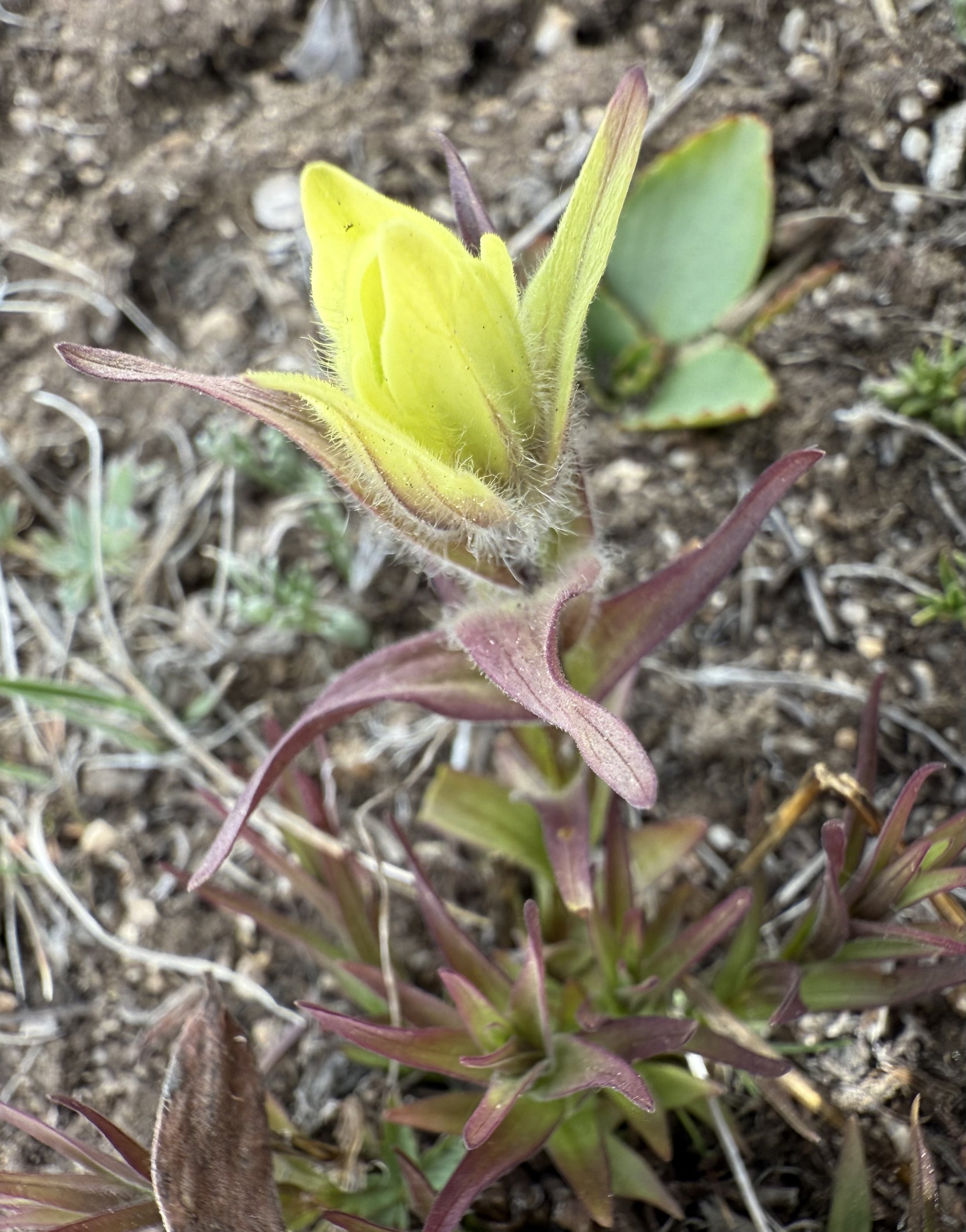 Western yellow paintbrush, Castilleja occidentalis, 6/5/26