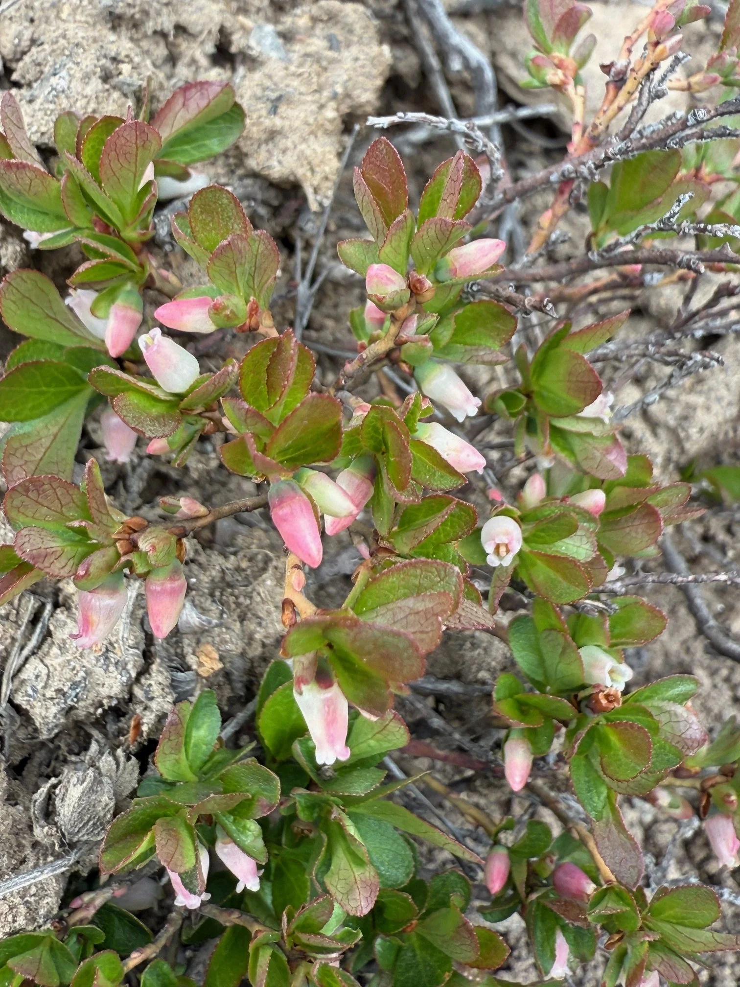 Dwarf bilberry, Vaccinium cespitosum, 6/5/26