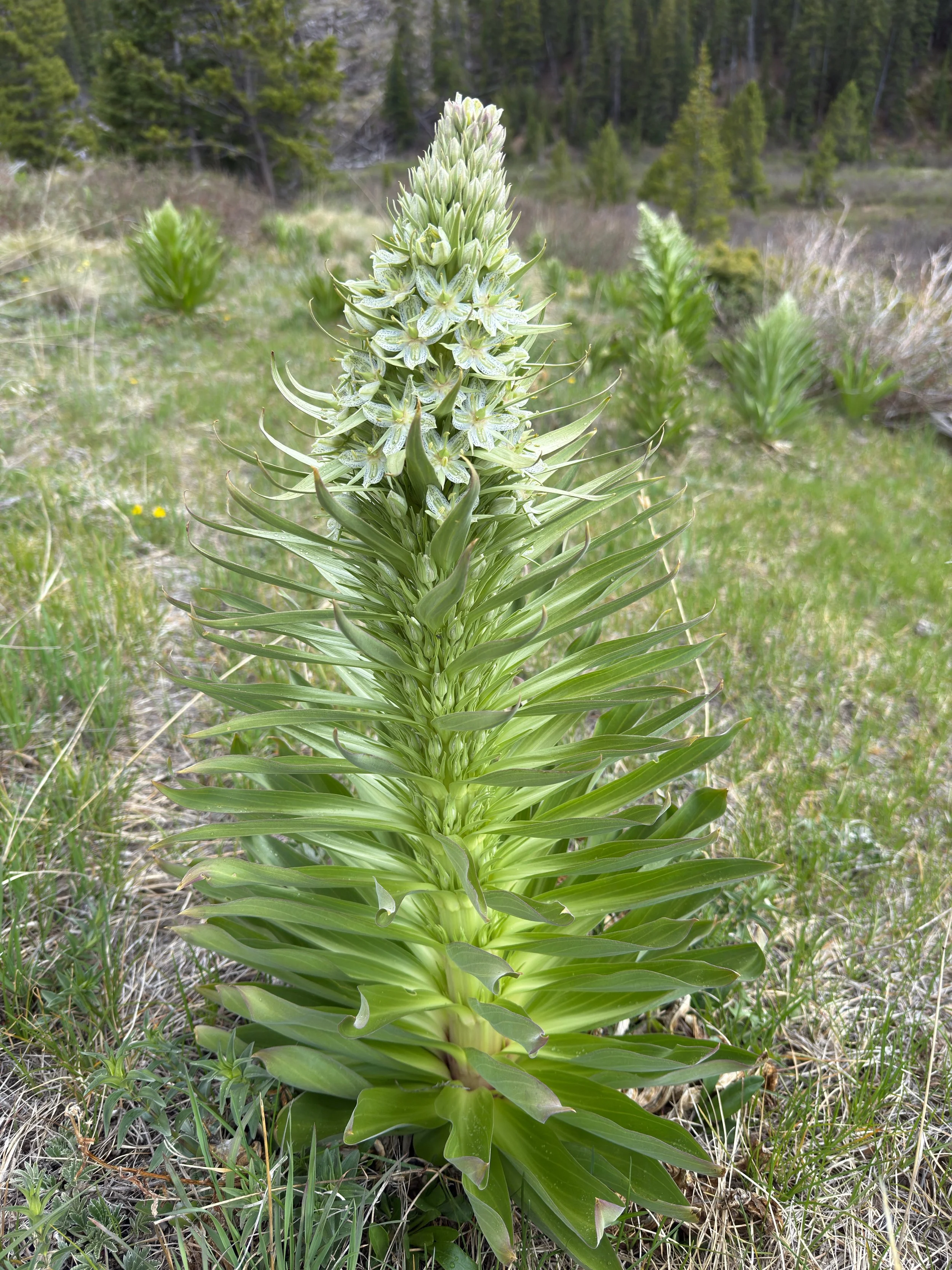 Green gentian, Frasera speciosa, 6/5/26