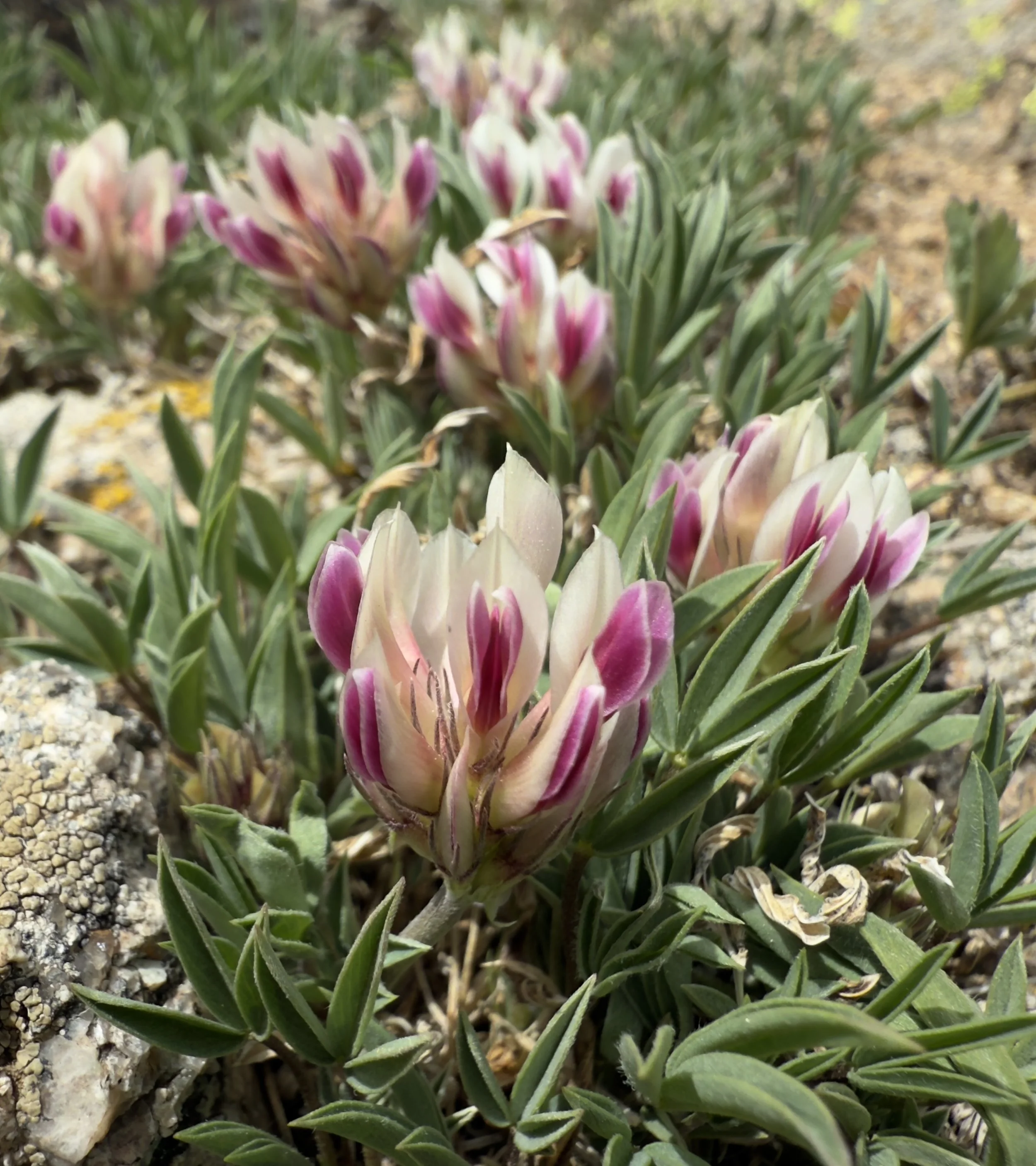 Alpine clover, Trifolium dasyphyllum, 6/5/26