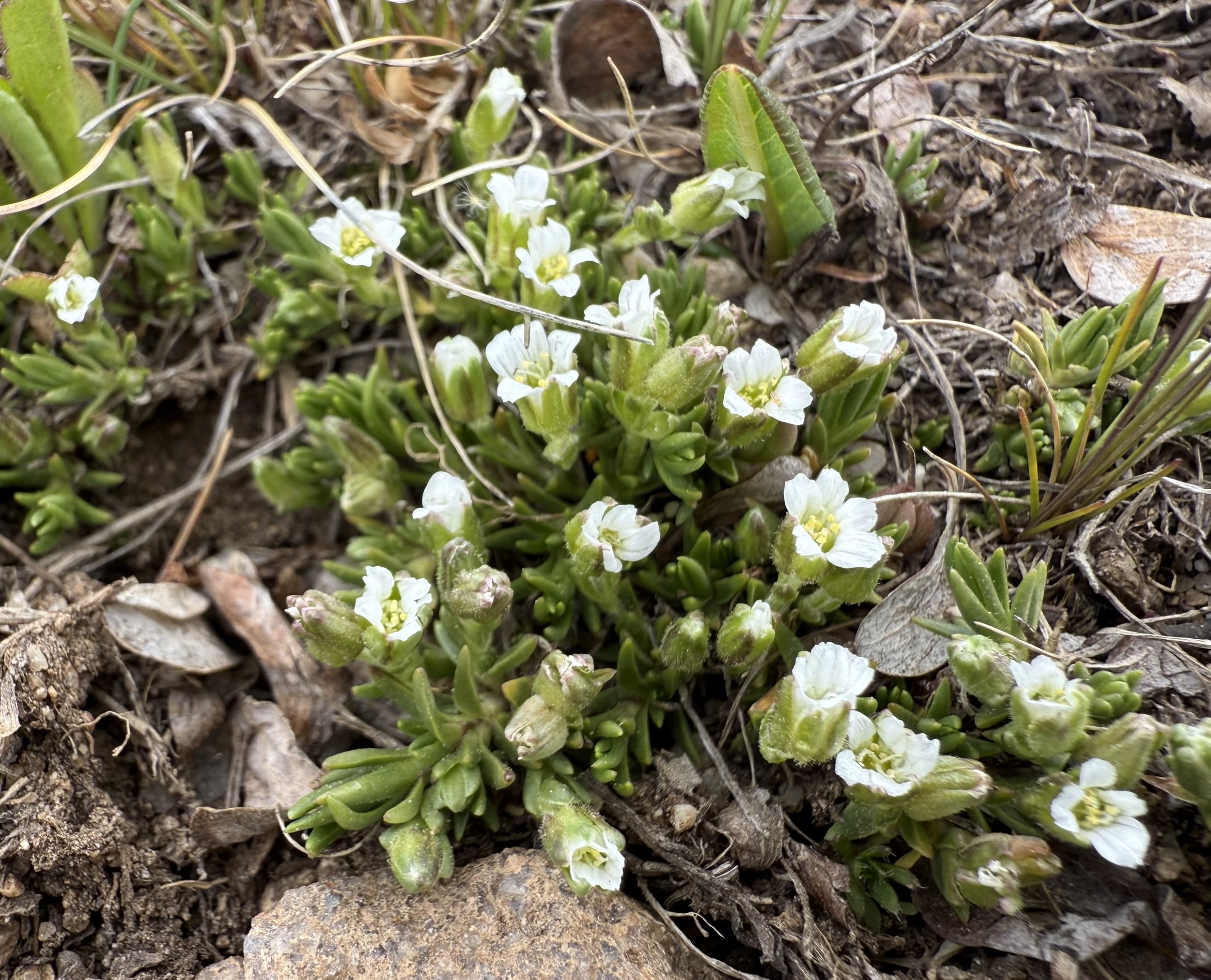 Cherleria obtusiloba, alpine sandwort, 6/5/26