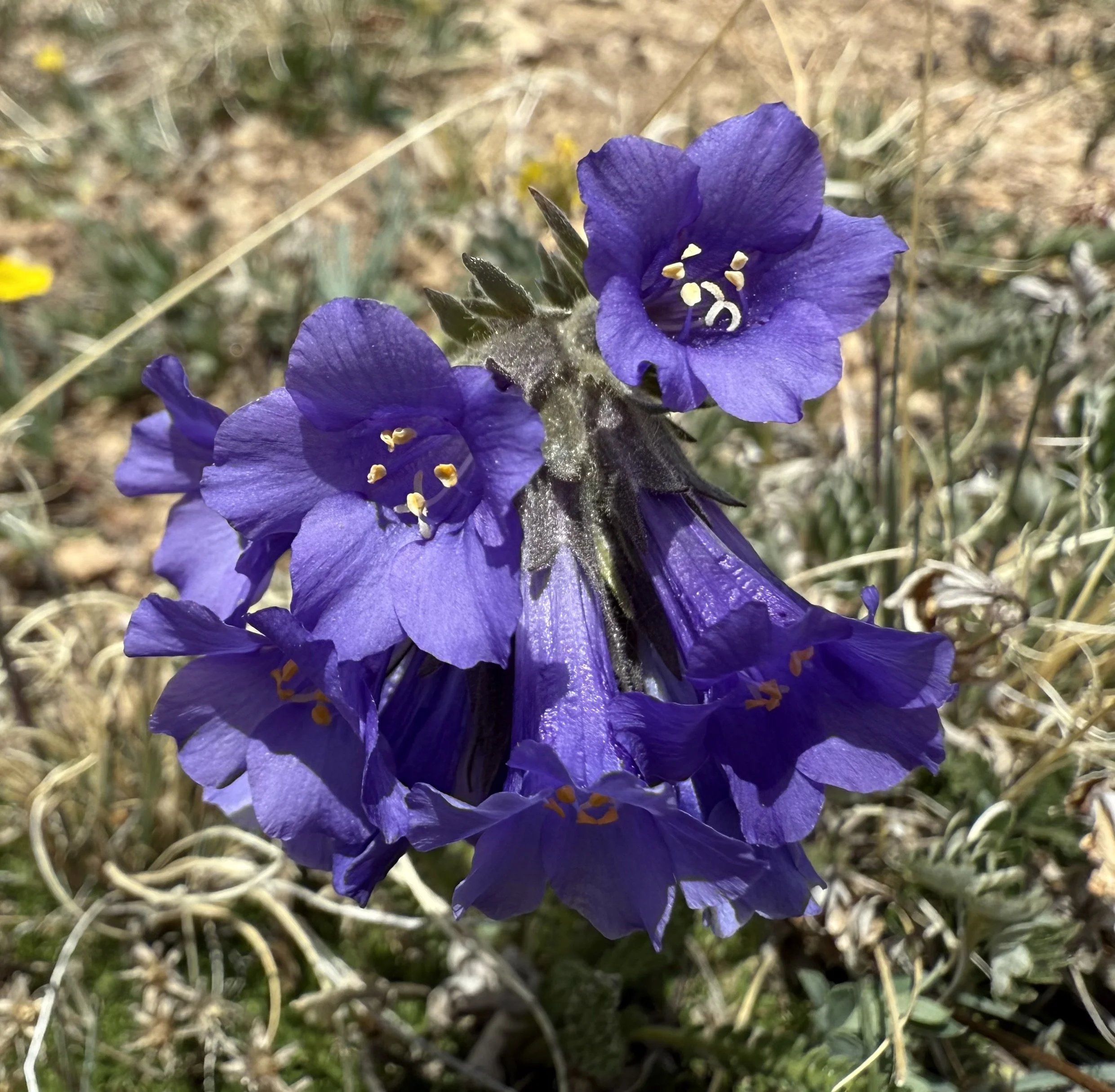 Sky pilot, Polemonium viscosum, 6/5/26