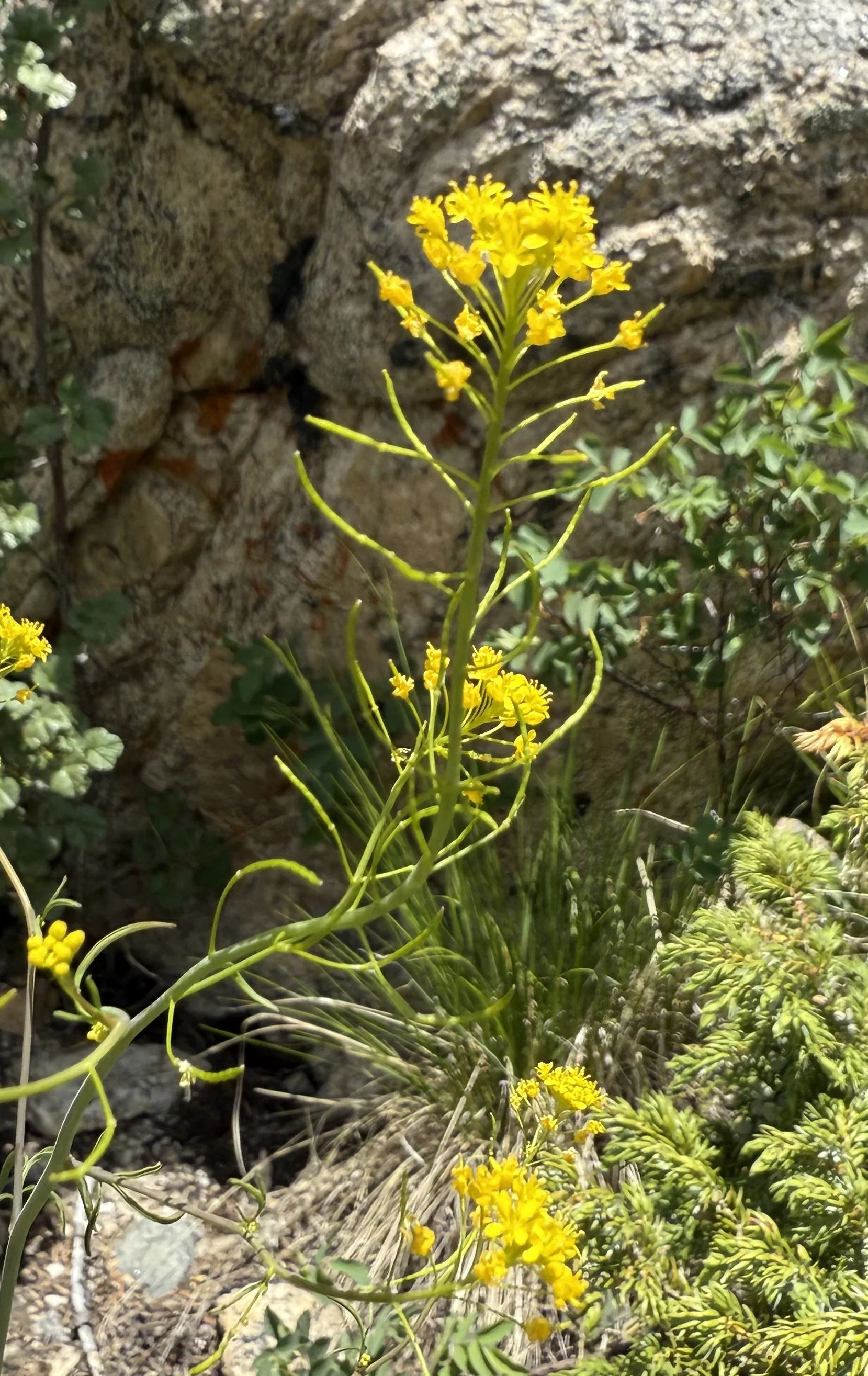 Mountain tansymustard, Descurainia incisa, 6/5/26