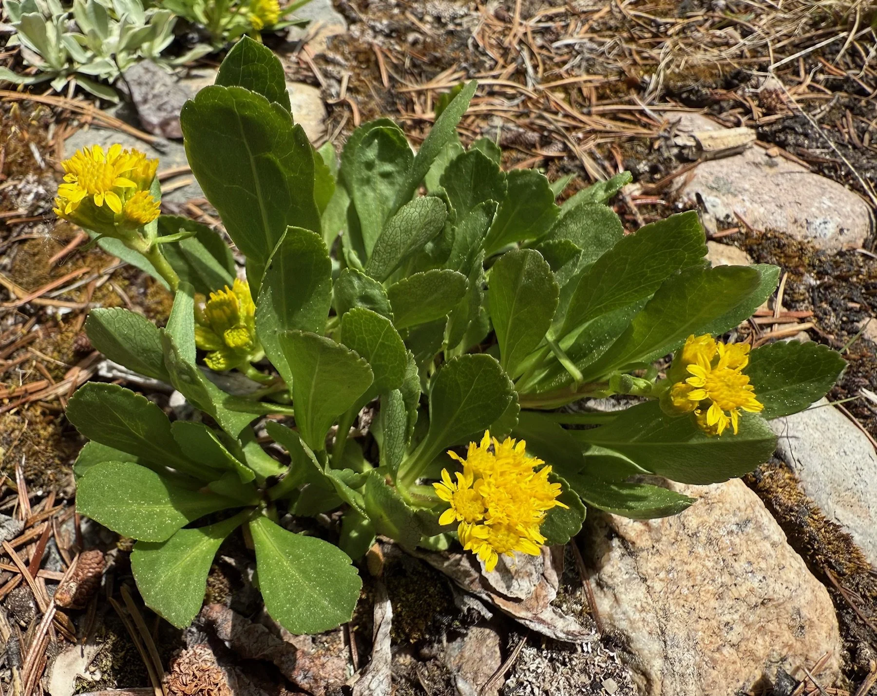 Sticky goldenrod, Solidago viscosum, 6/5/26
