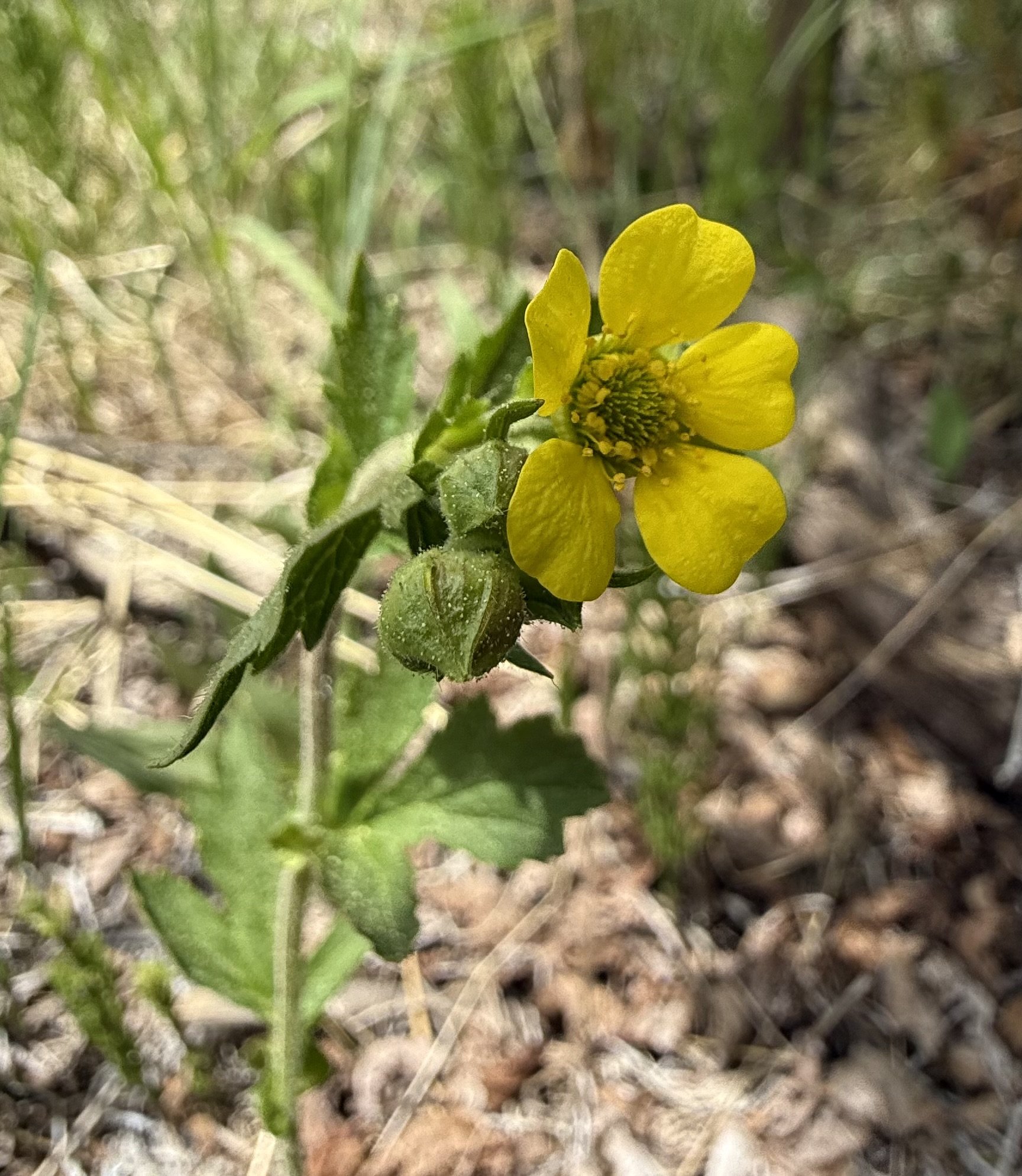 Large-leaved avens. Geum macrophyllum, 6/5/26