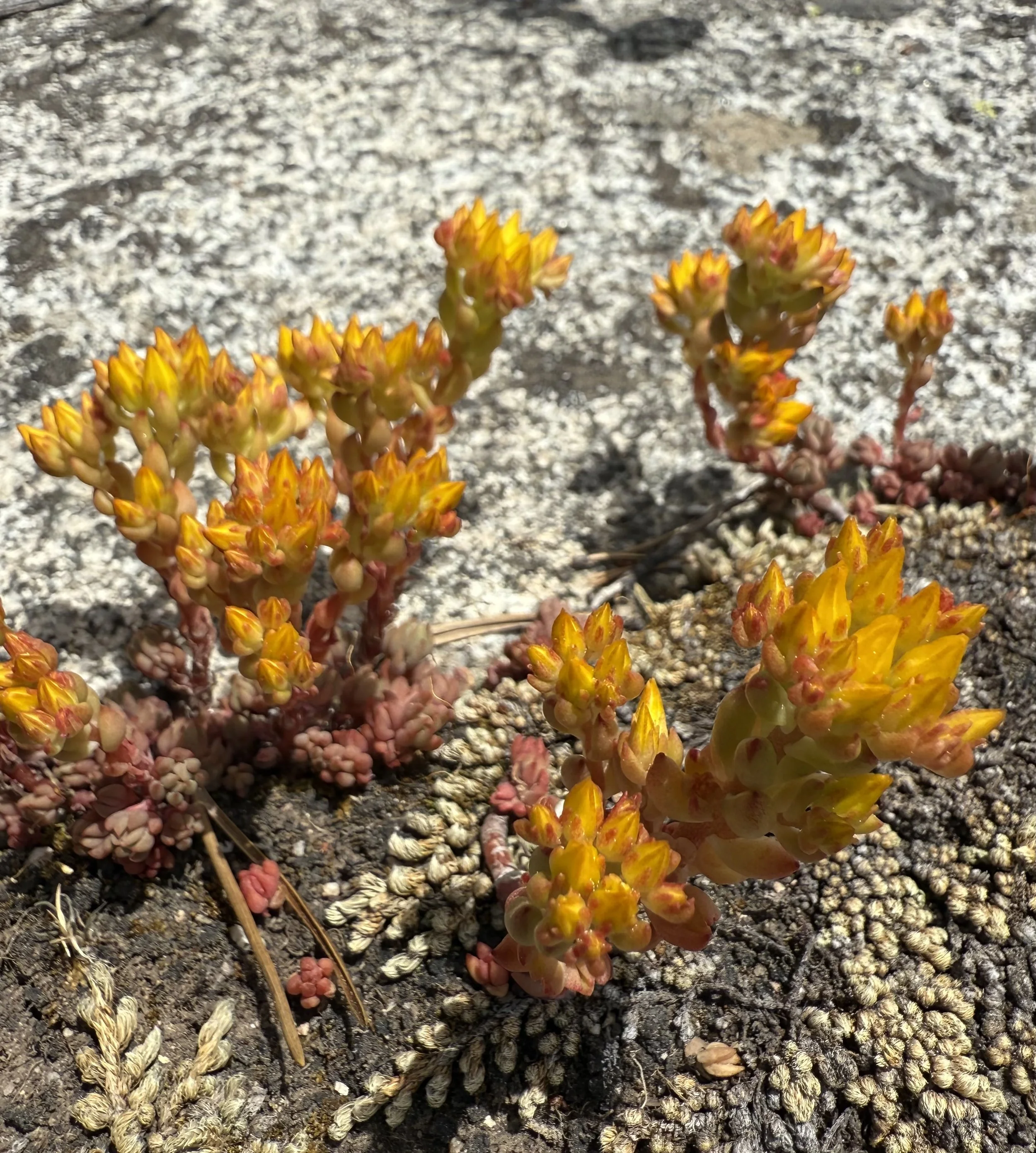 Yellow stonecrop, Sedum lanceolatum, 6/5/26