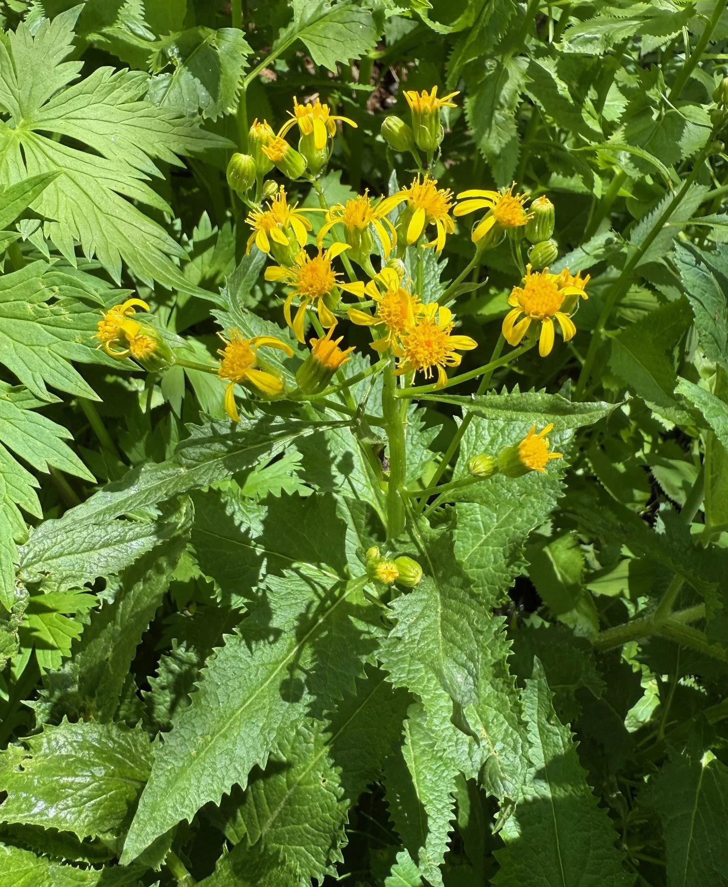 Arrowleaf ragwort, Senecio triangularis, 6/5/26