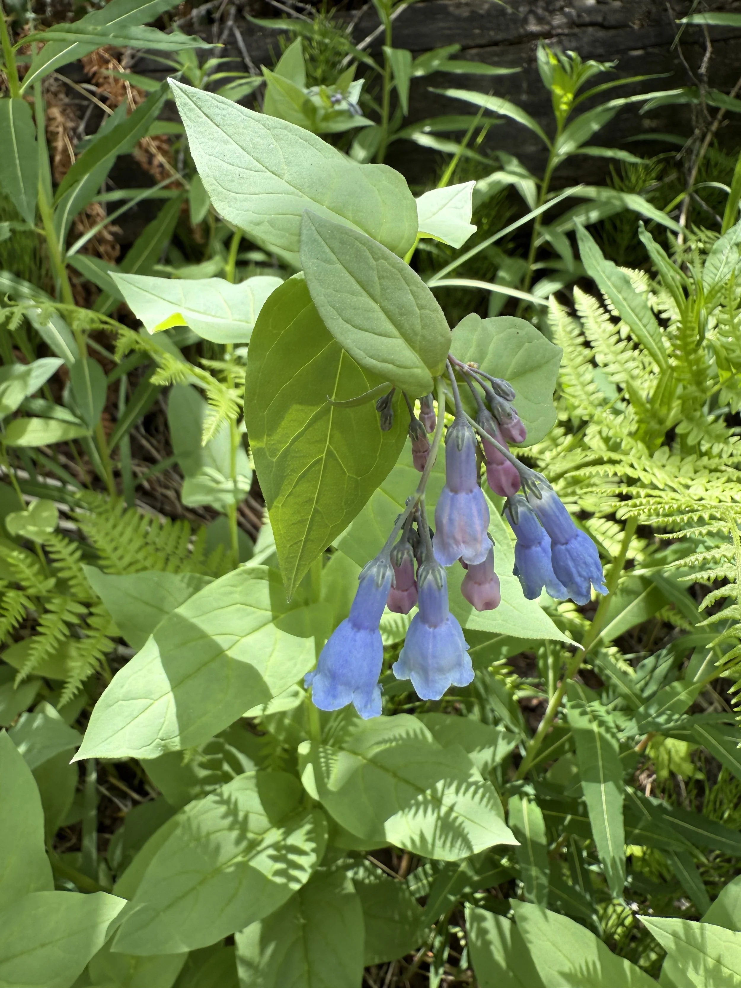 Mountain bluebells, Merensia ciliata, 6/5/26