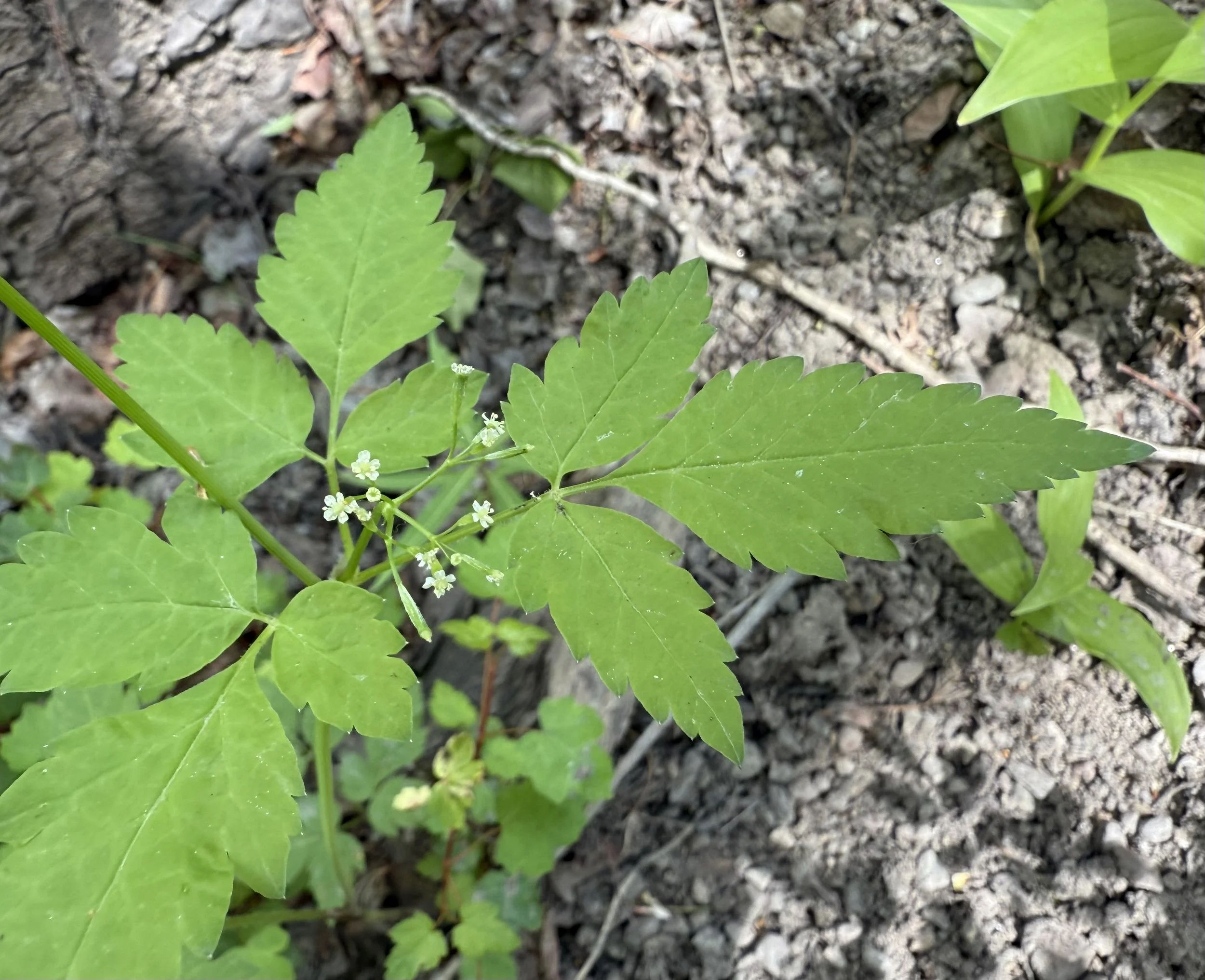 Blunt-fruited sweet cicely, Osmorhiza depauperata, 6/5/26