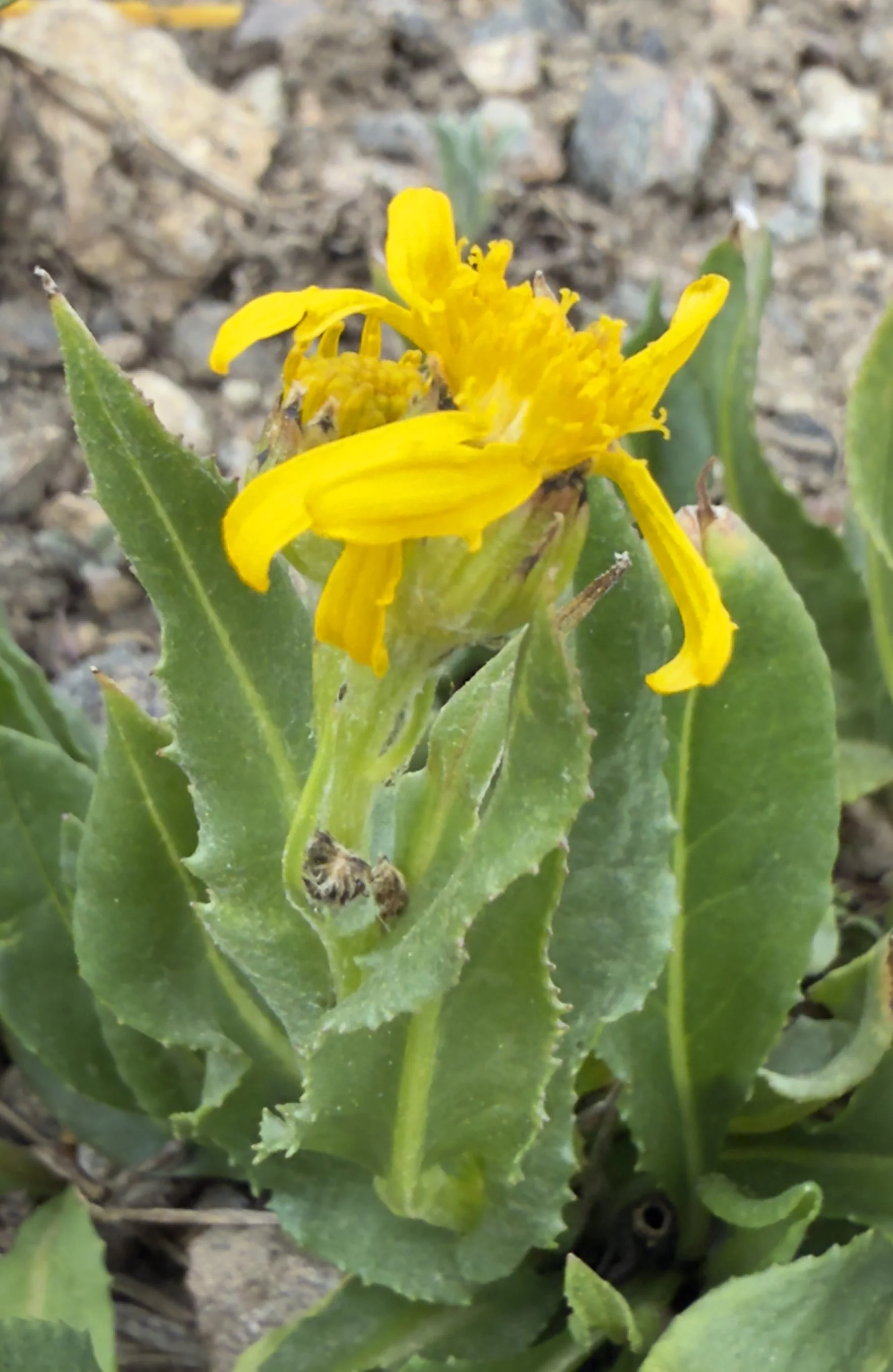 Thickleaf ragwort, Senecio crassulus, 6/5/26