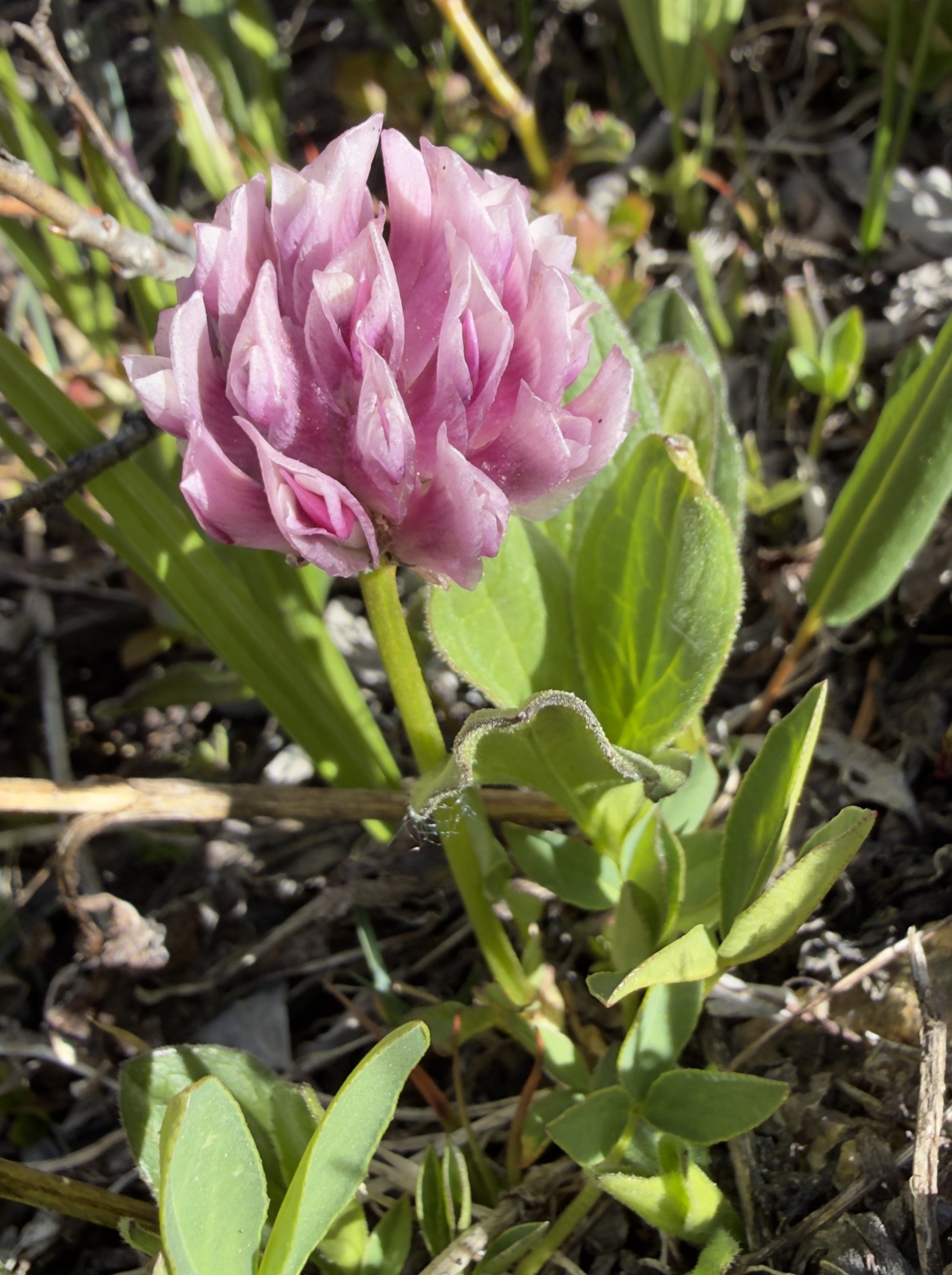 Parry's clover, Trifolium parryi, 6/7/26