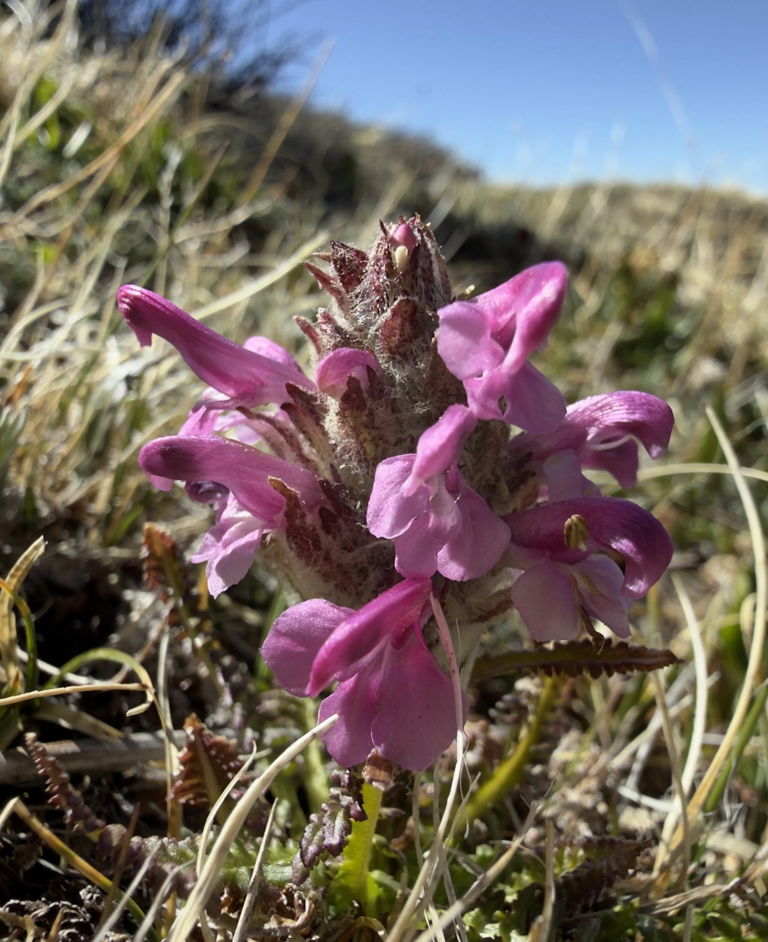 Alpine lousewort, Pedicularis sudetica, 6/7/26