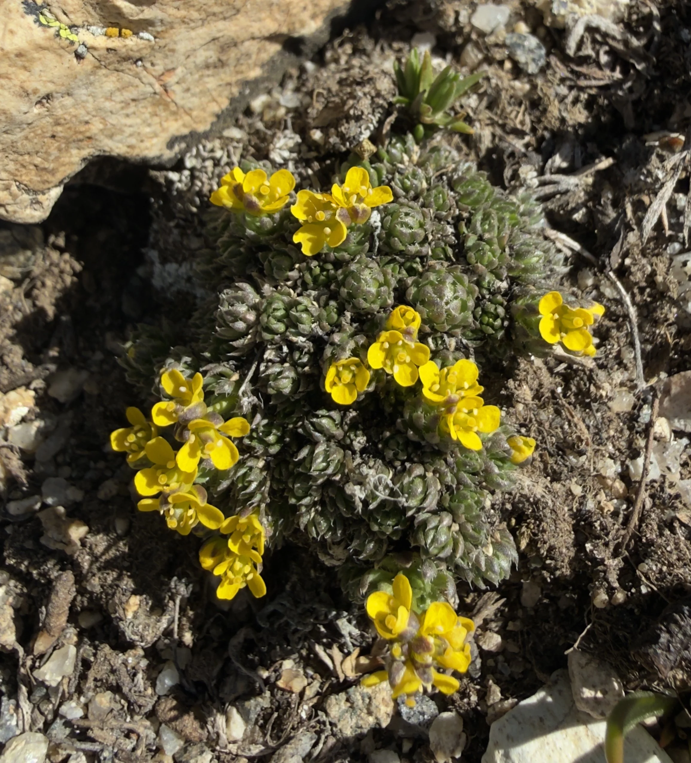 Beavertip draba, Draba globosa, 6/7/26