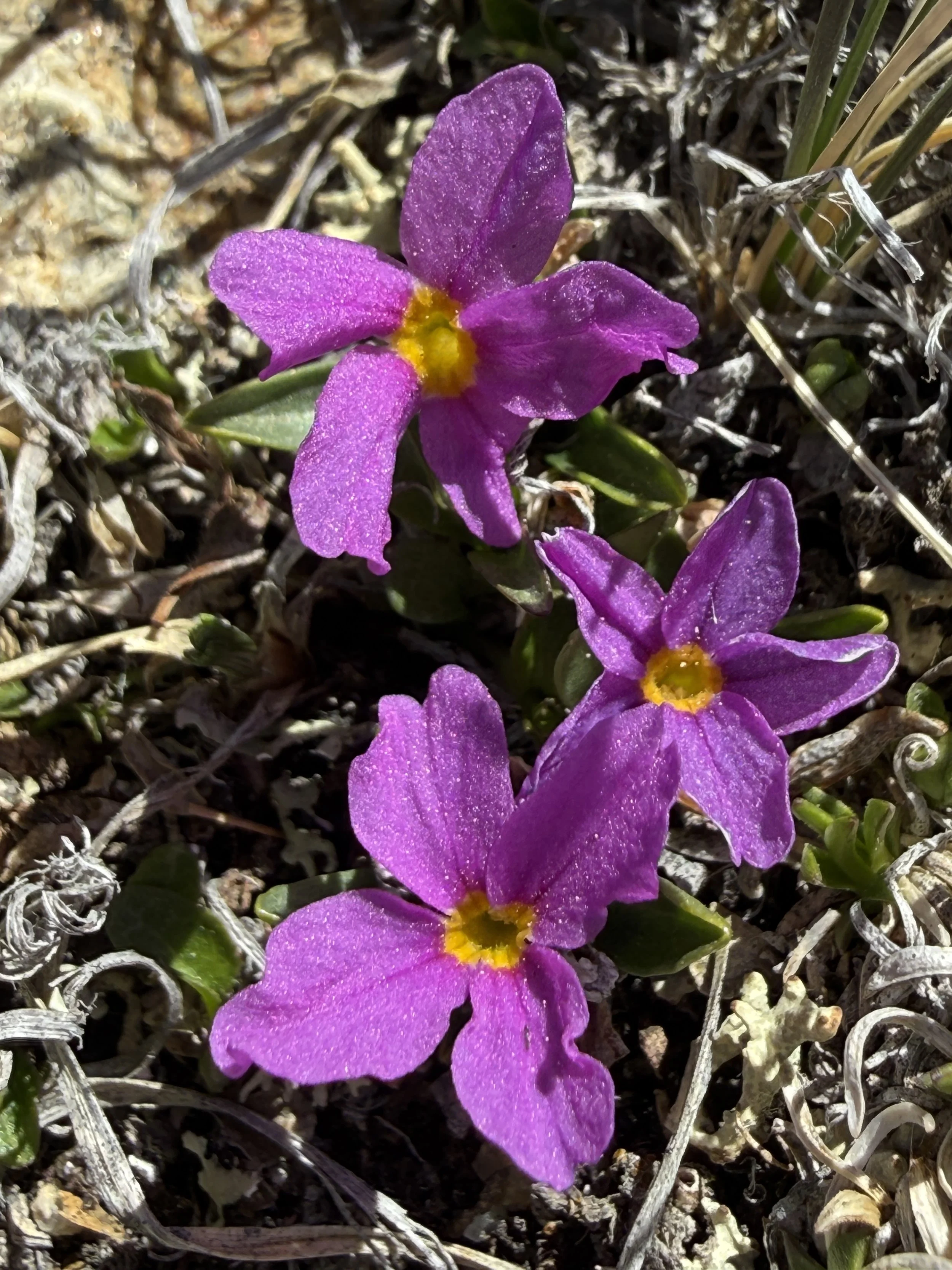 Alpine primrose, Primula angustifolia, 6/7/26