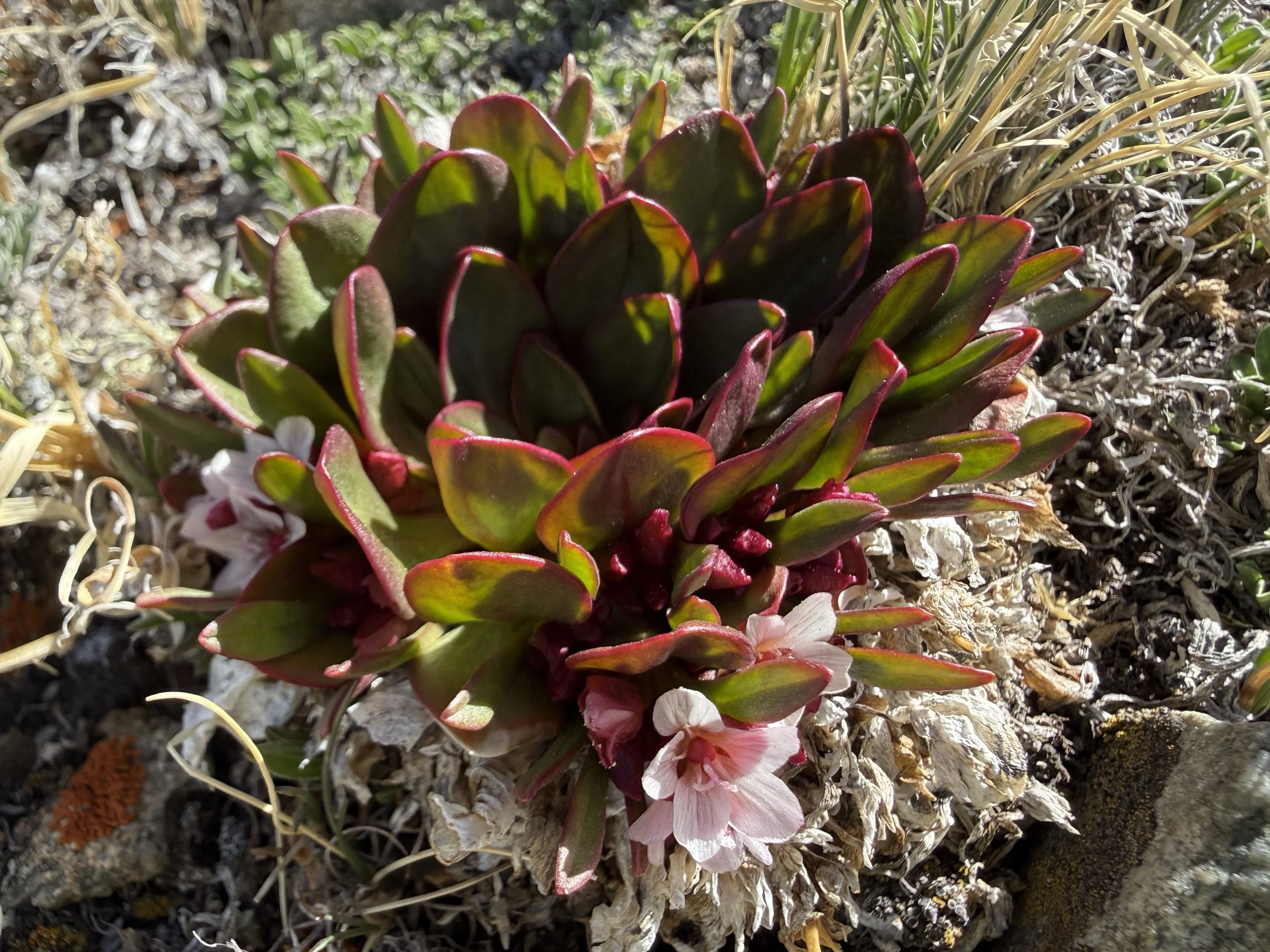 Alpine spring beauty, Claytonia megarhiza, 6/7/26