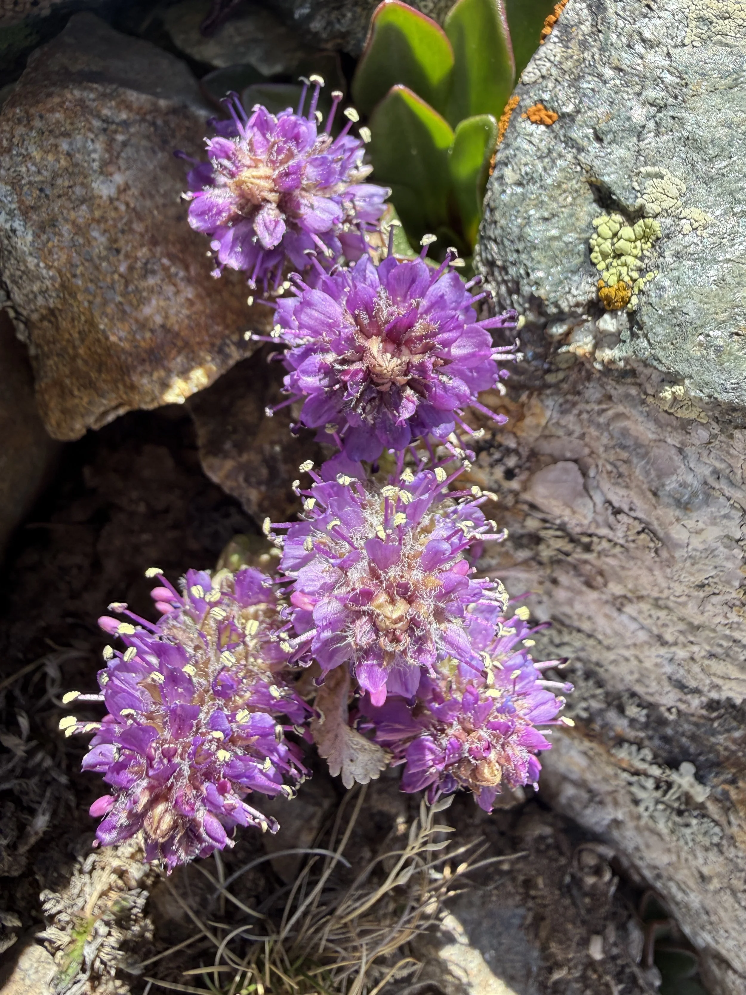 Alpine kittentails, Veronica besseya, 6/7/26
