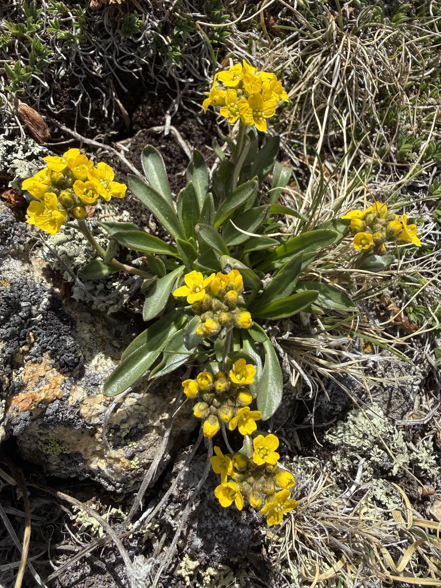 Thickleaf draba, Draba crassa, 6/7/26