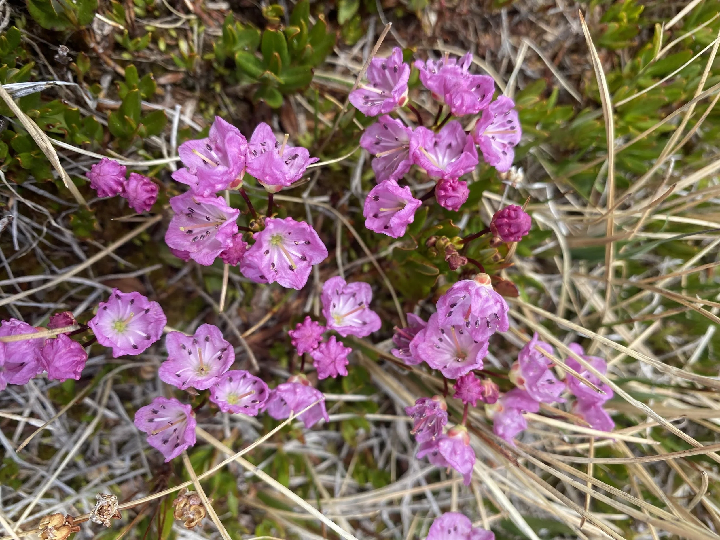 Alpine laurel, Kalmia microphylla, 6/7/26