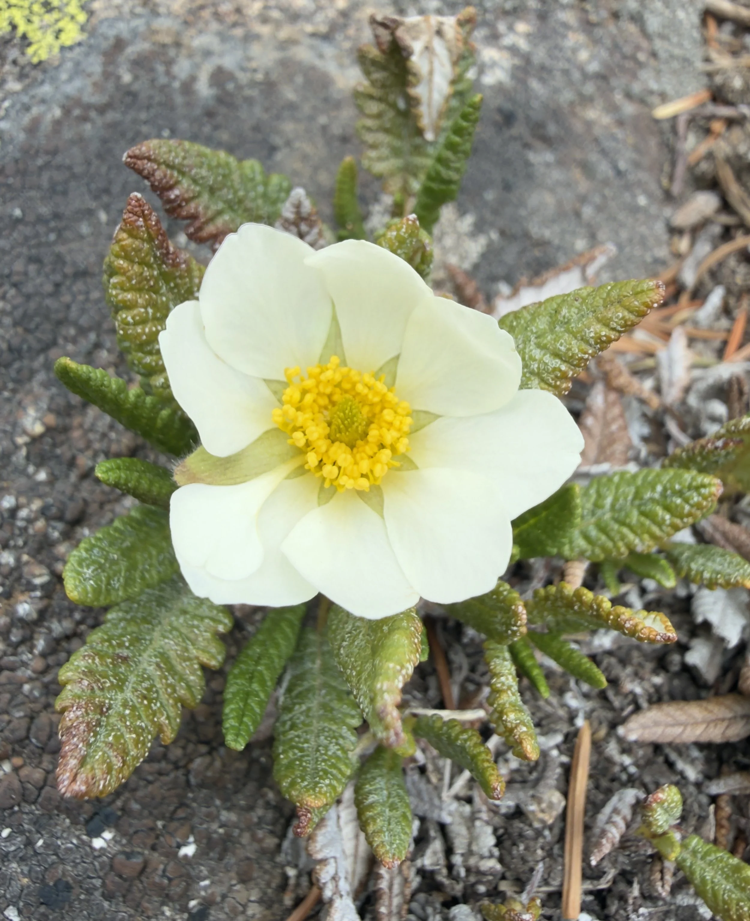 Mountain avens, Dryas octopetala, 6/9/26
