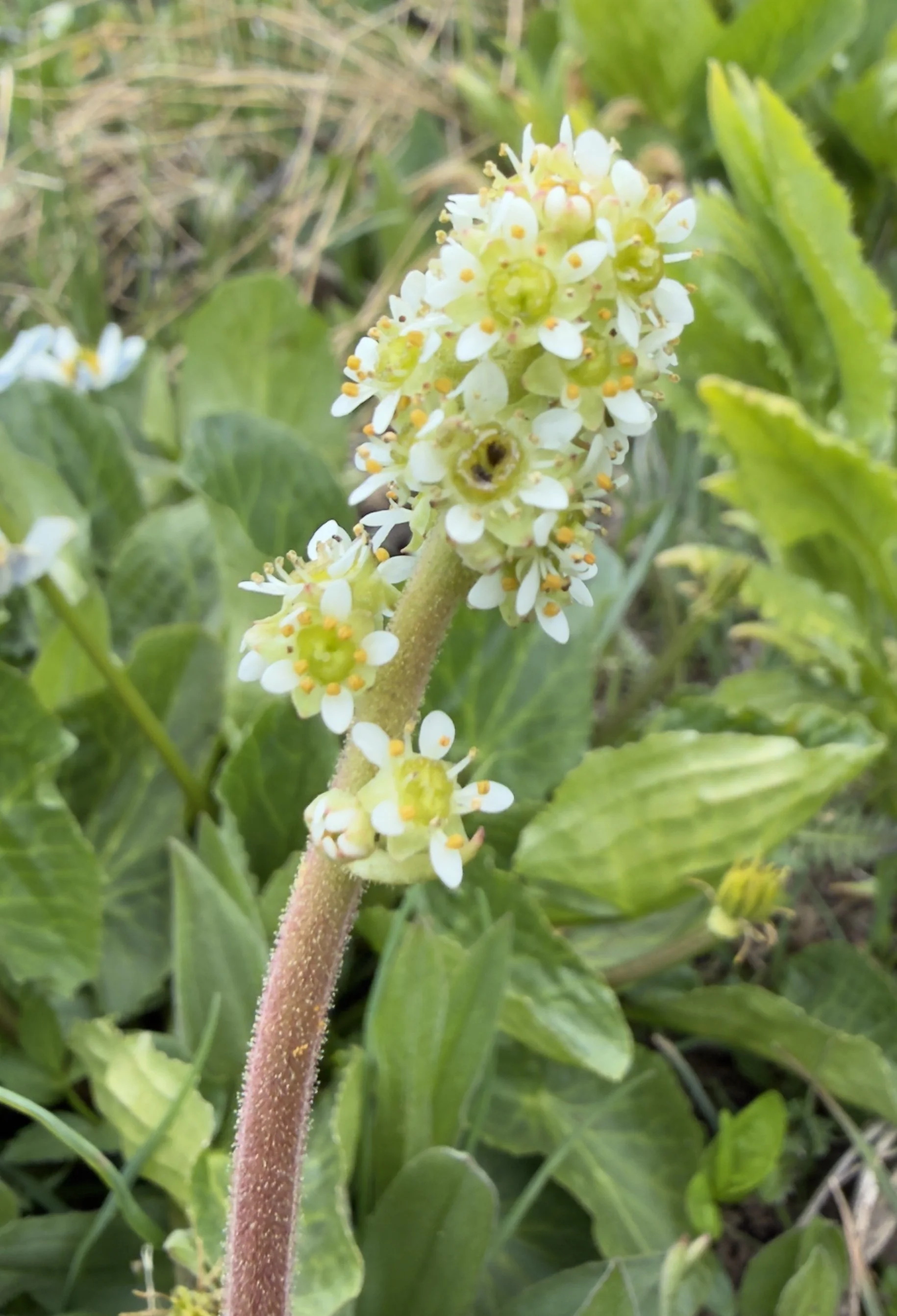 Bog saxifrage, Micranthes oregana, 6/9/26