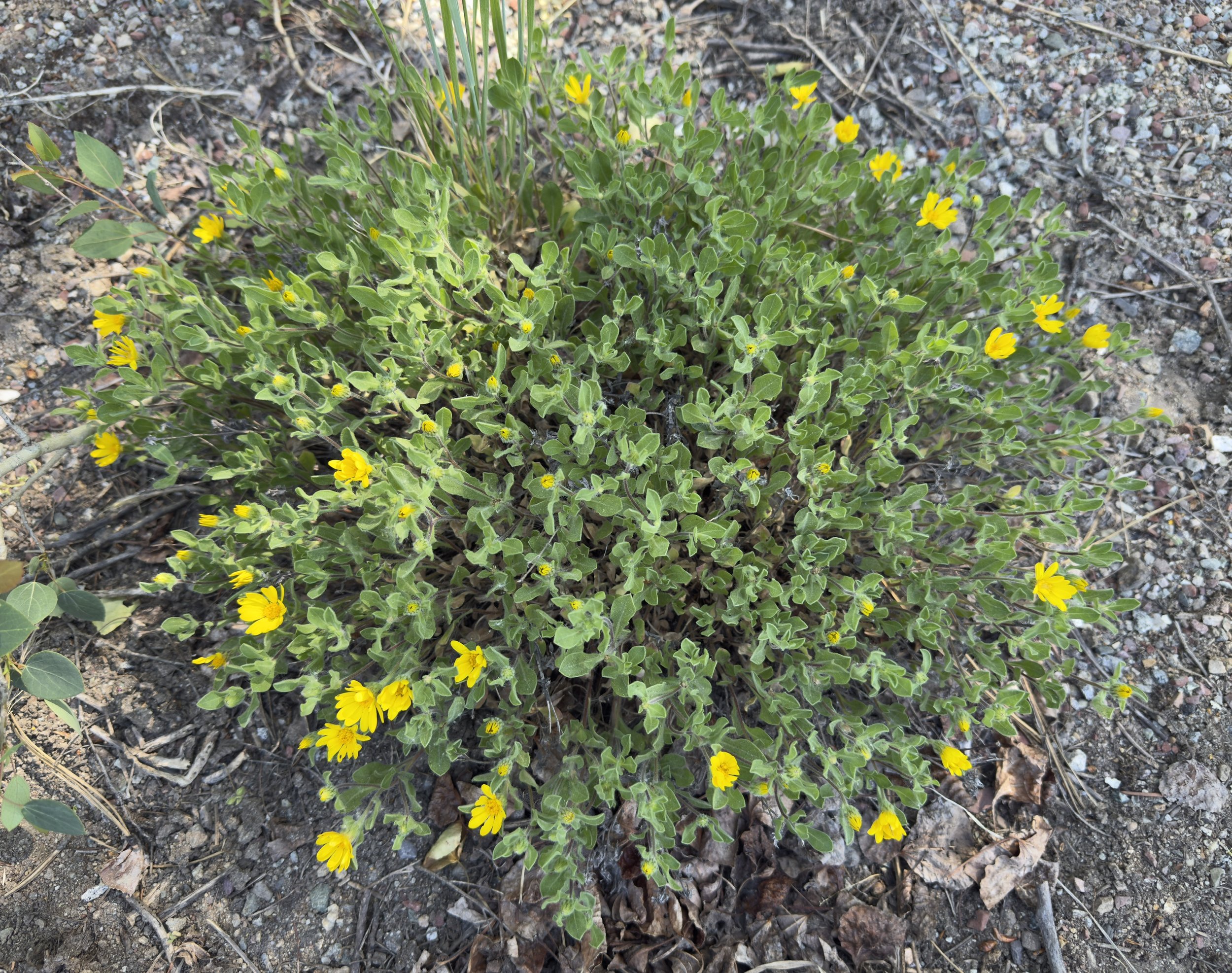 Hairy goldenaster, Heterotheca villosa, 6/9/26