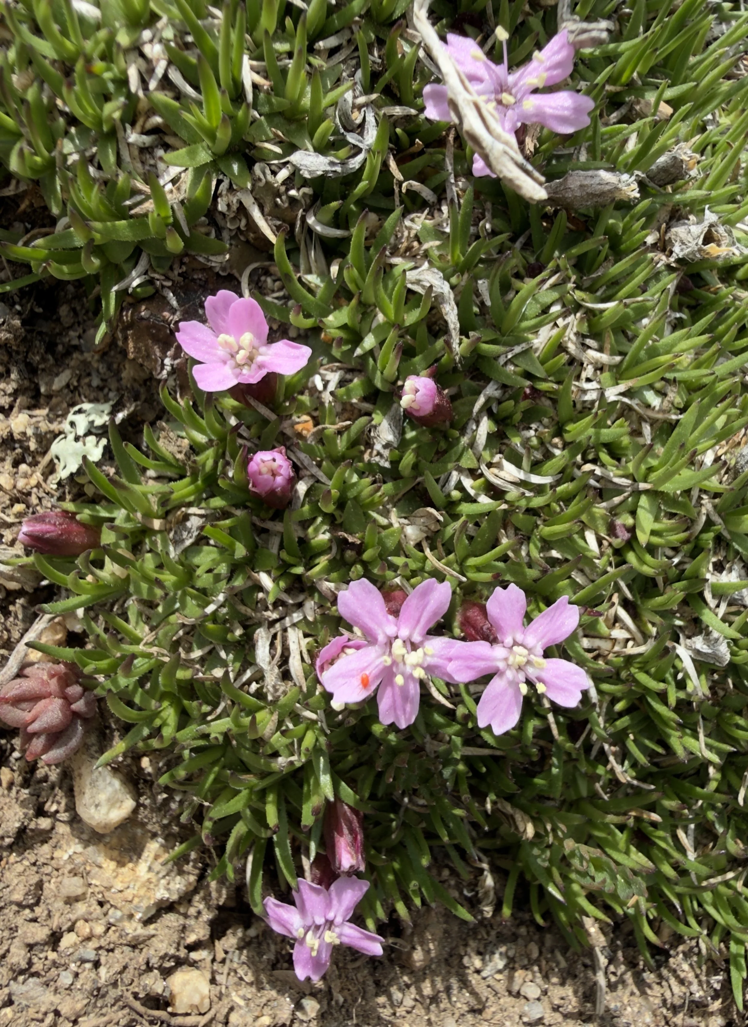 Moss campion, Silene acaulis, 6/9/26