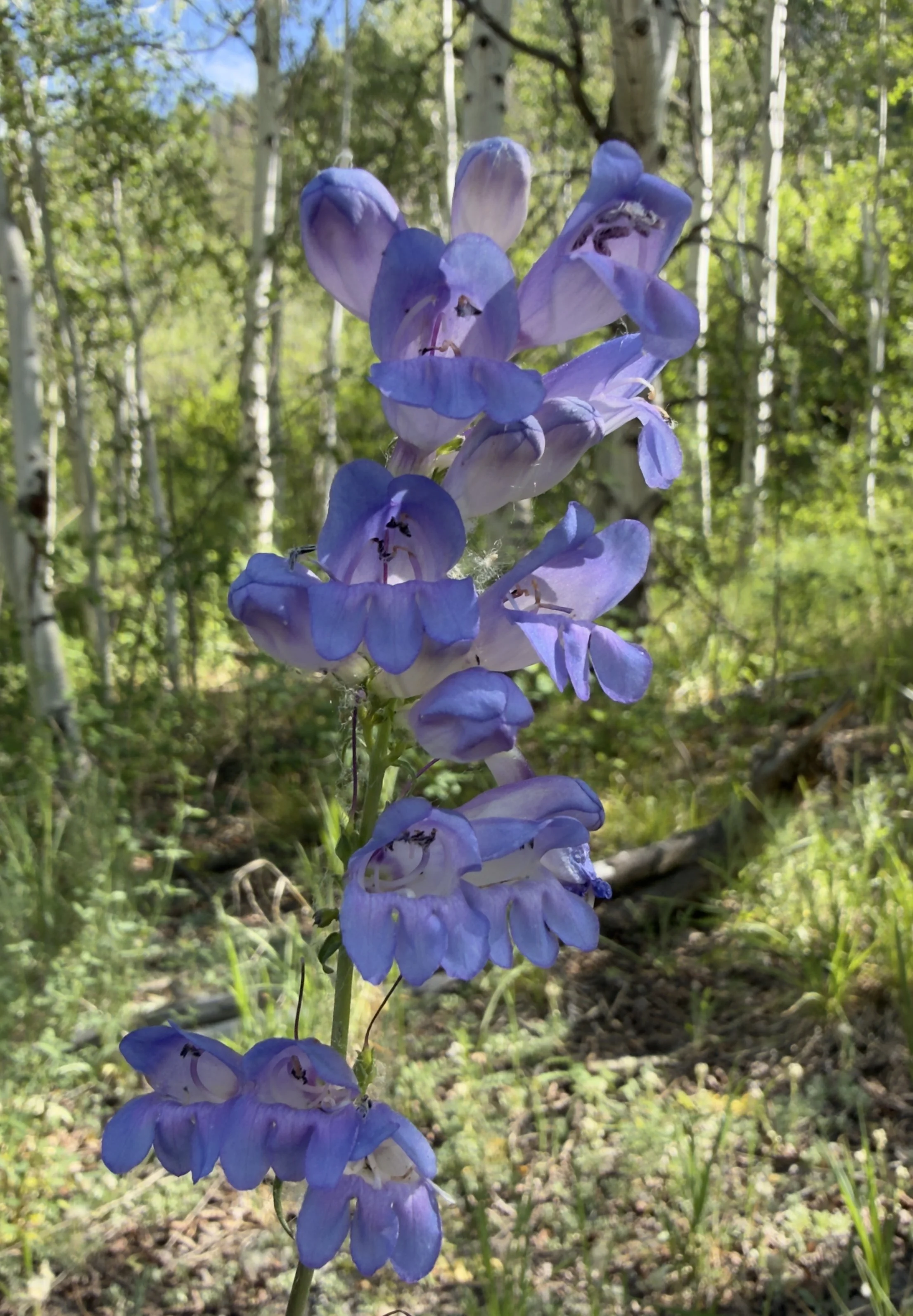 Rocky Mountain penstemon, Penstemon strictus, 6/9/26